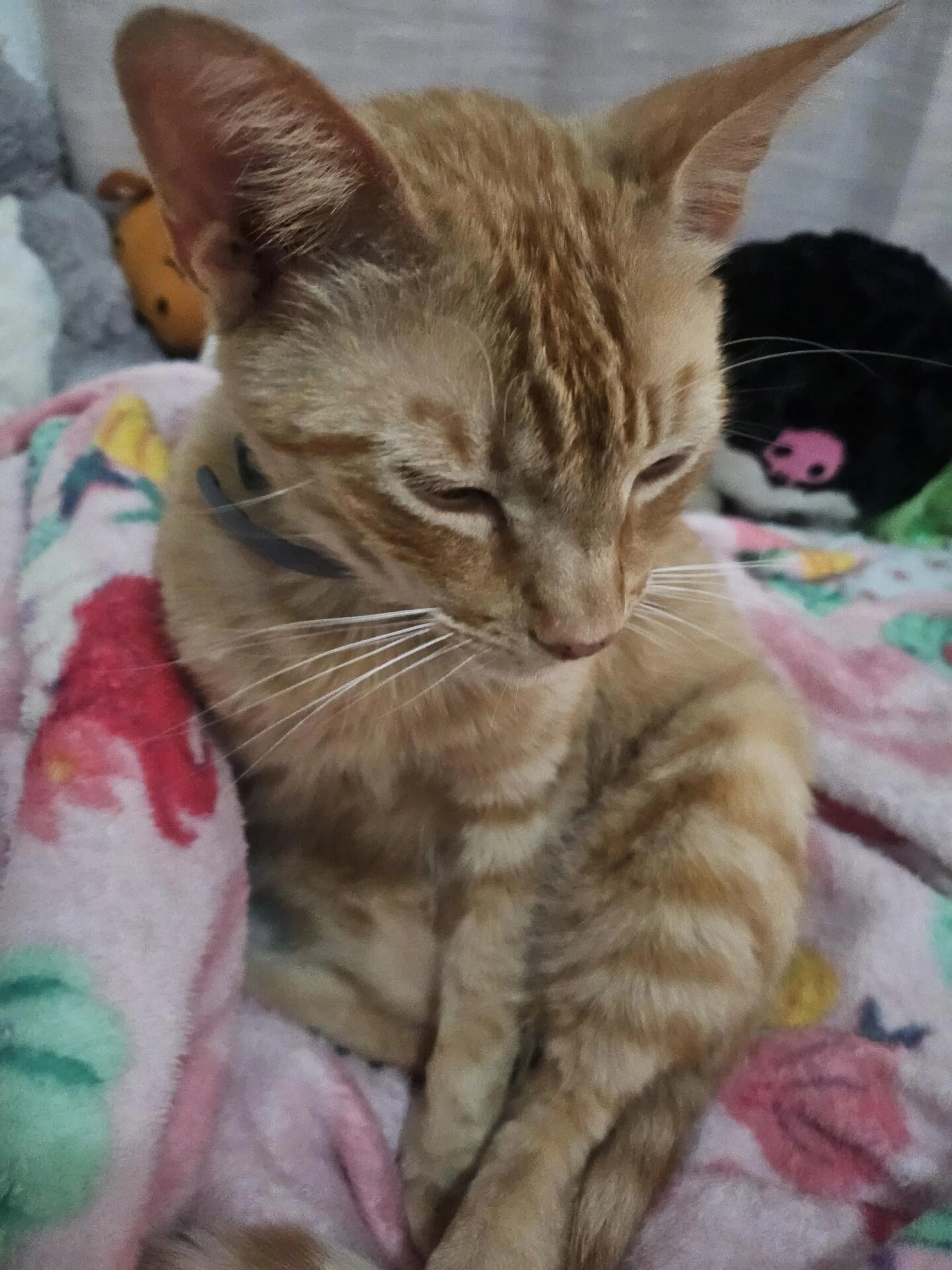 Lost pet