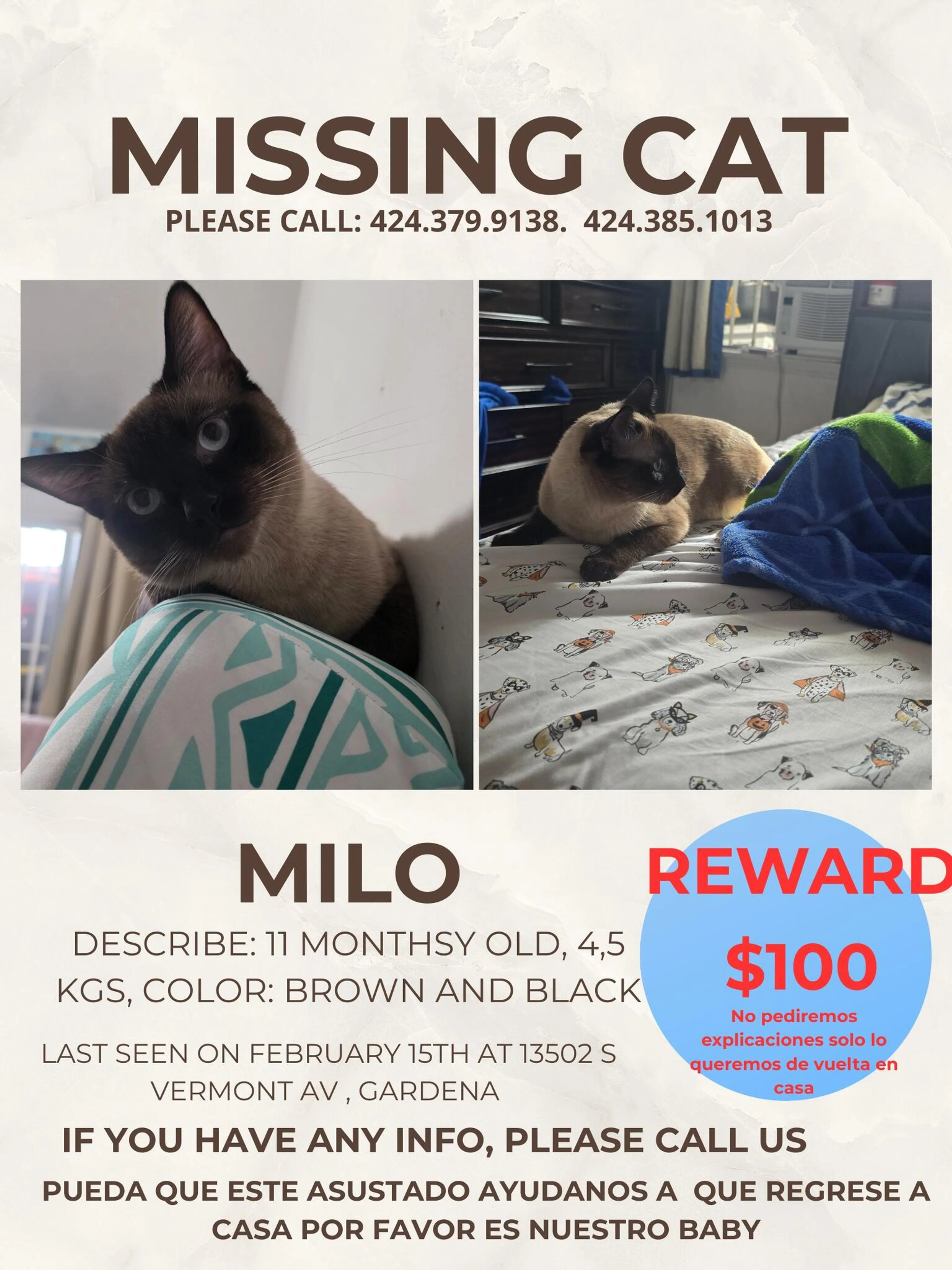 Lost pet