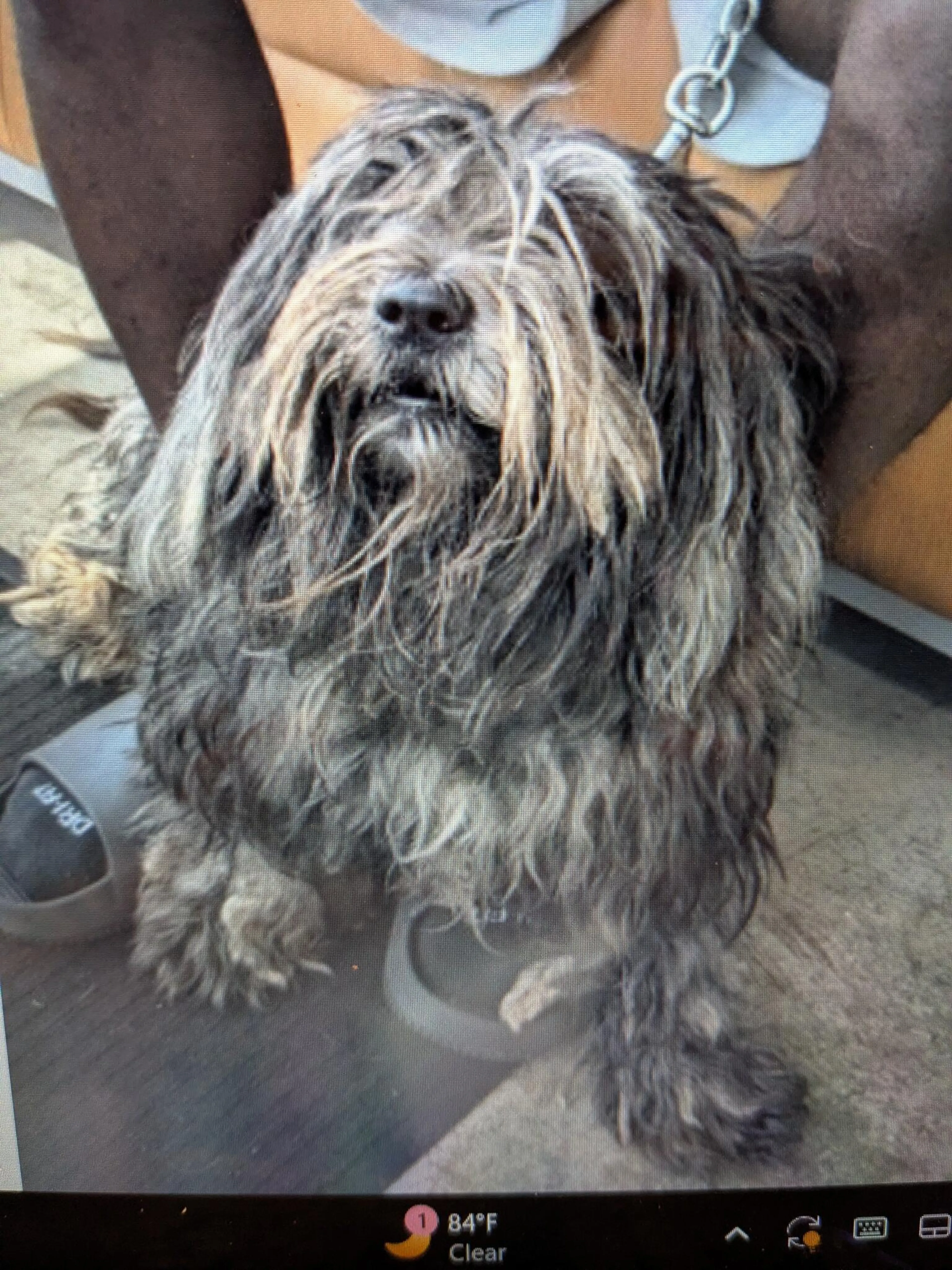 Found pet
