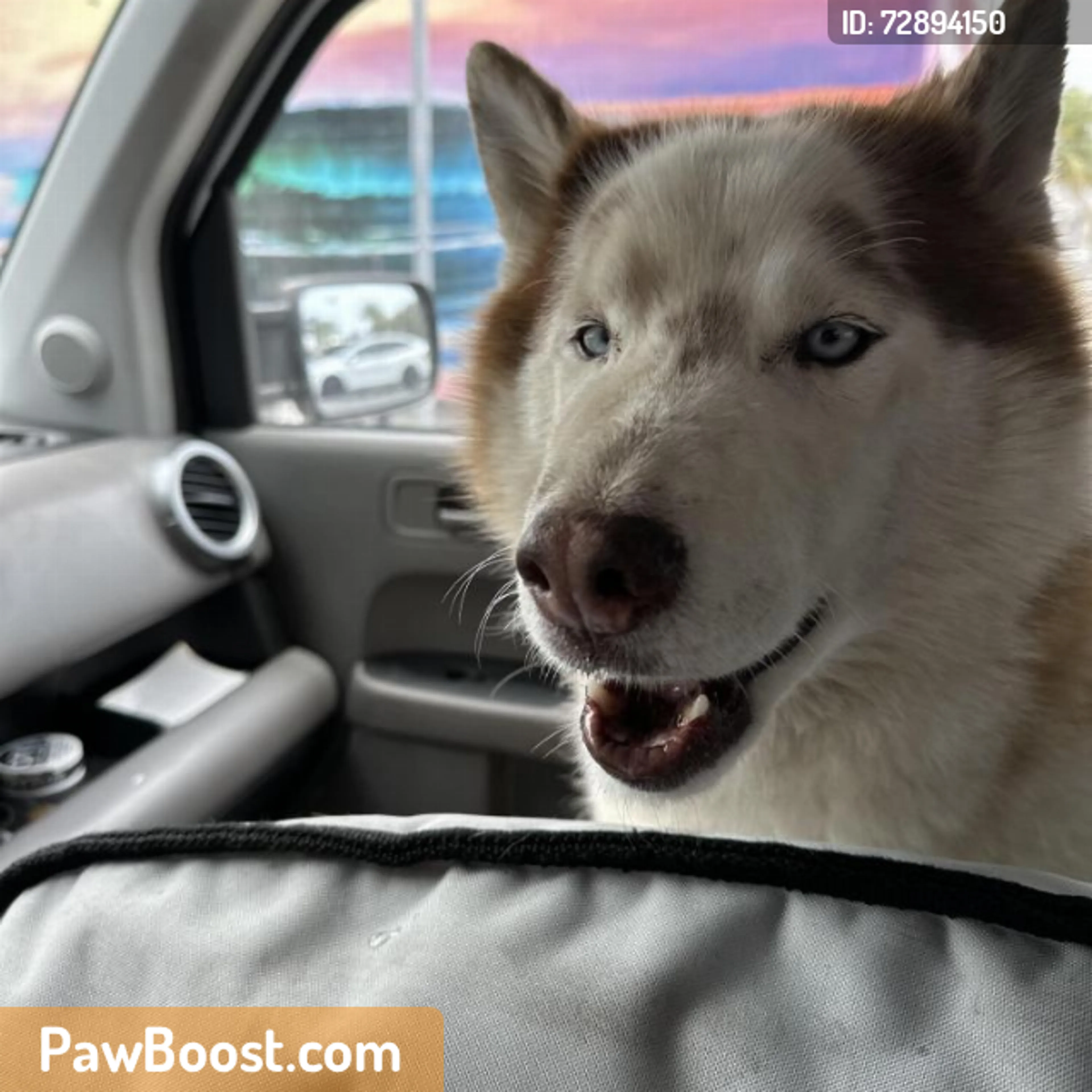 Found pet