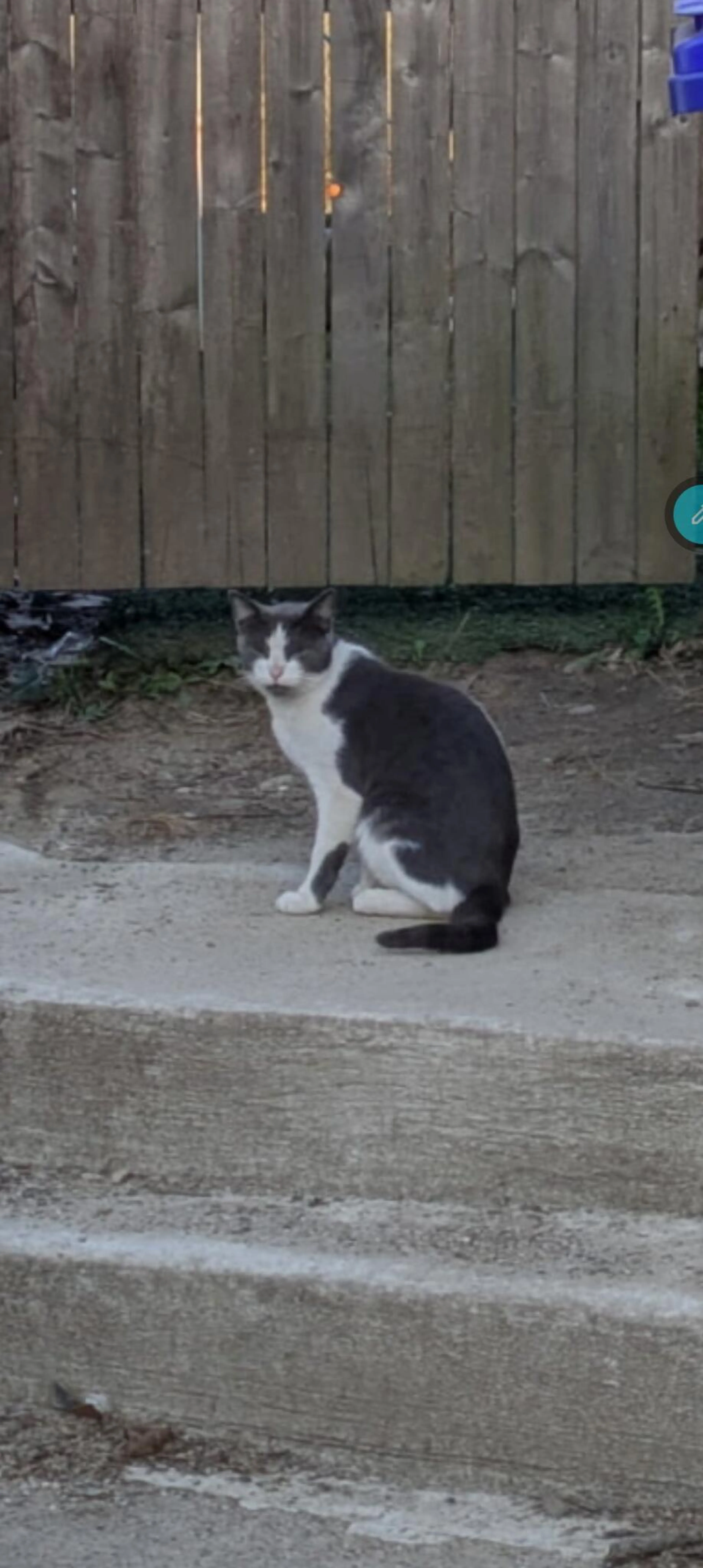 Found pet