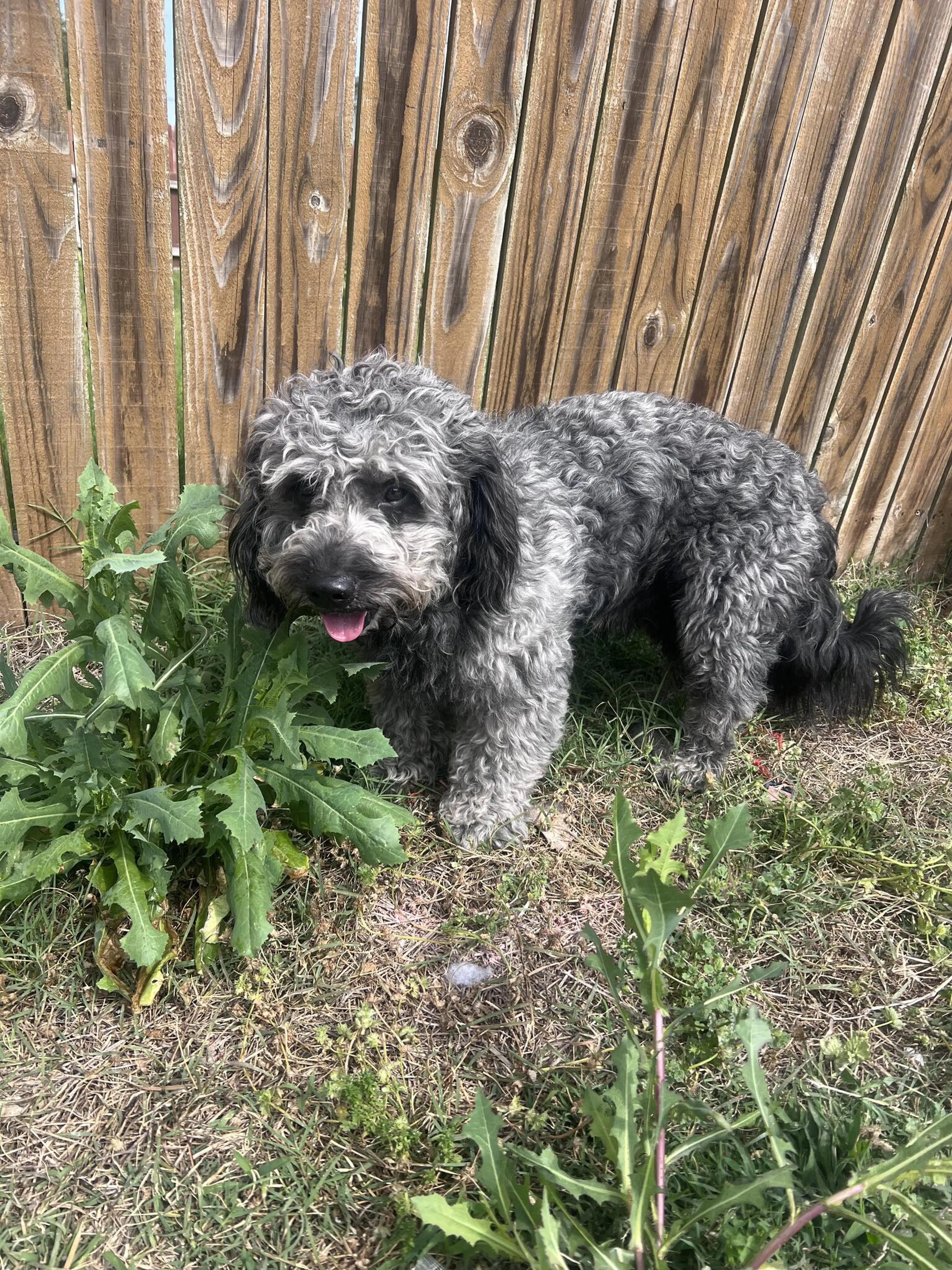 Found pet