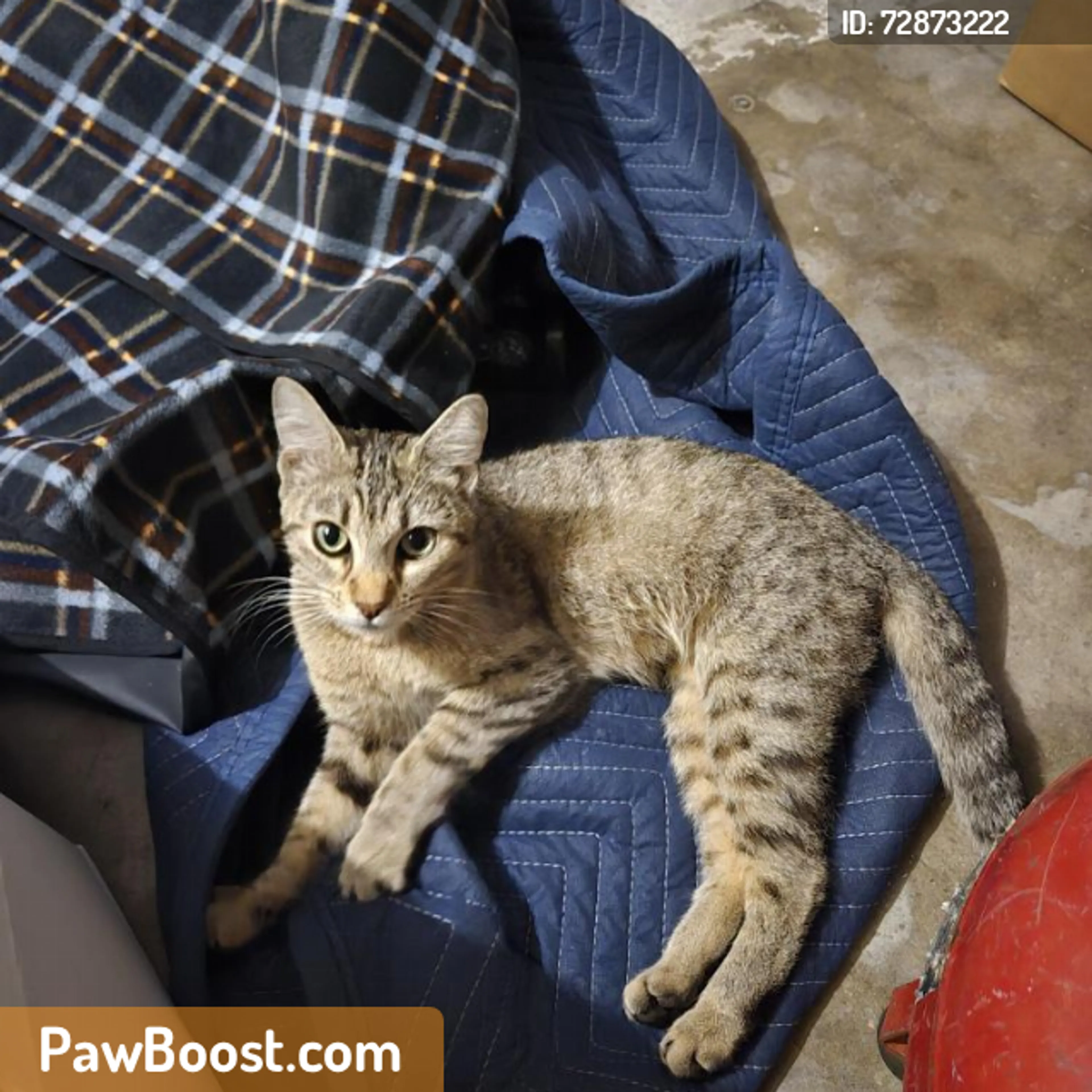 Found pet