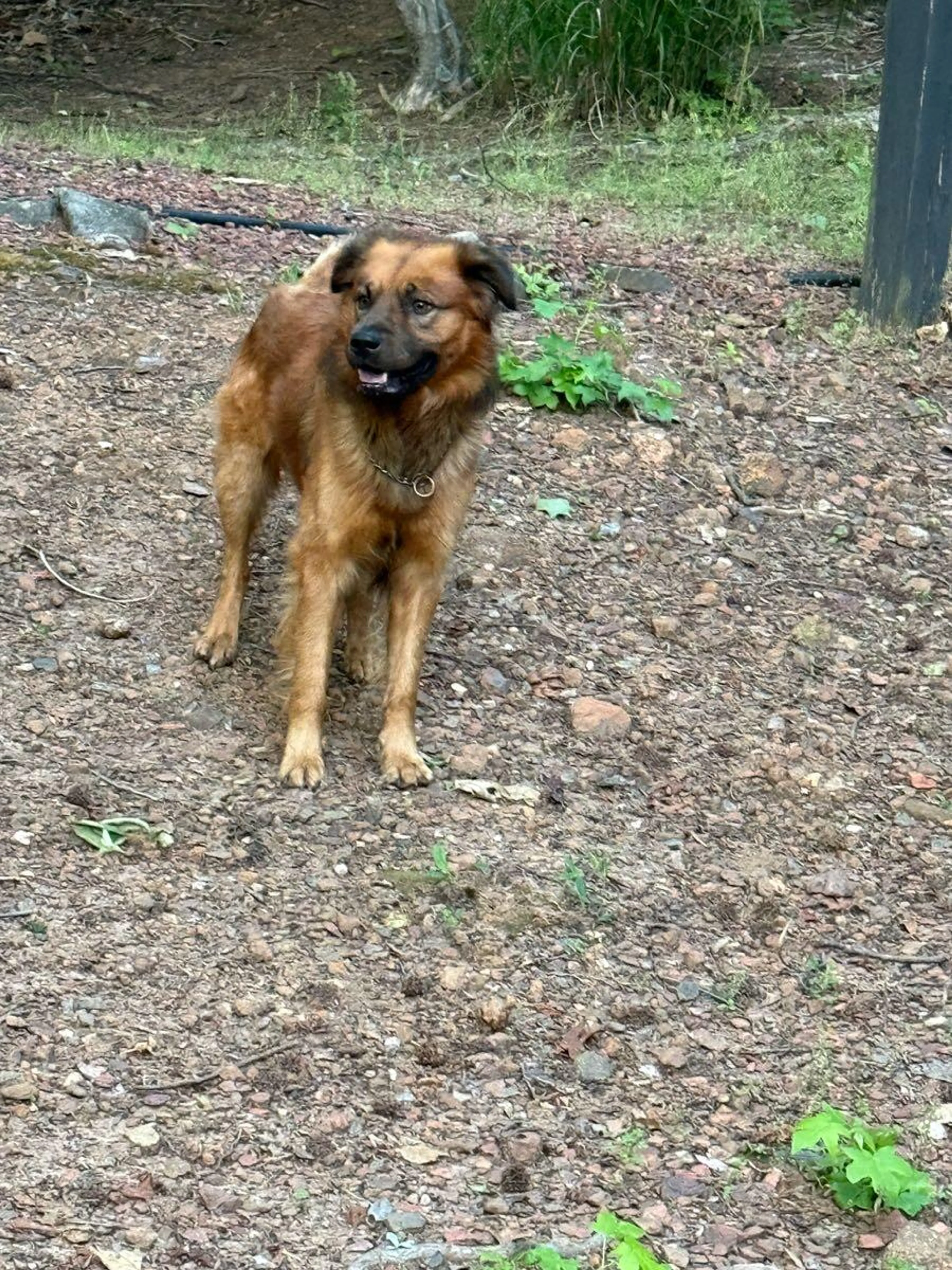 Found pet