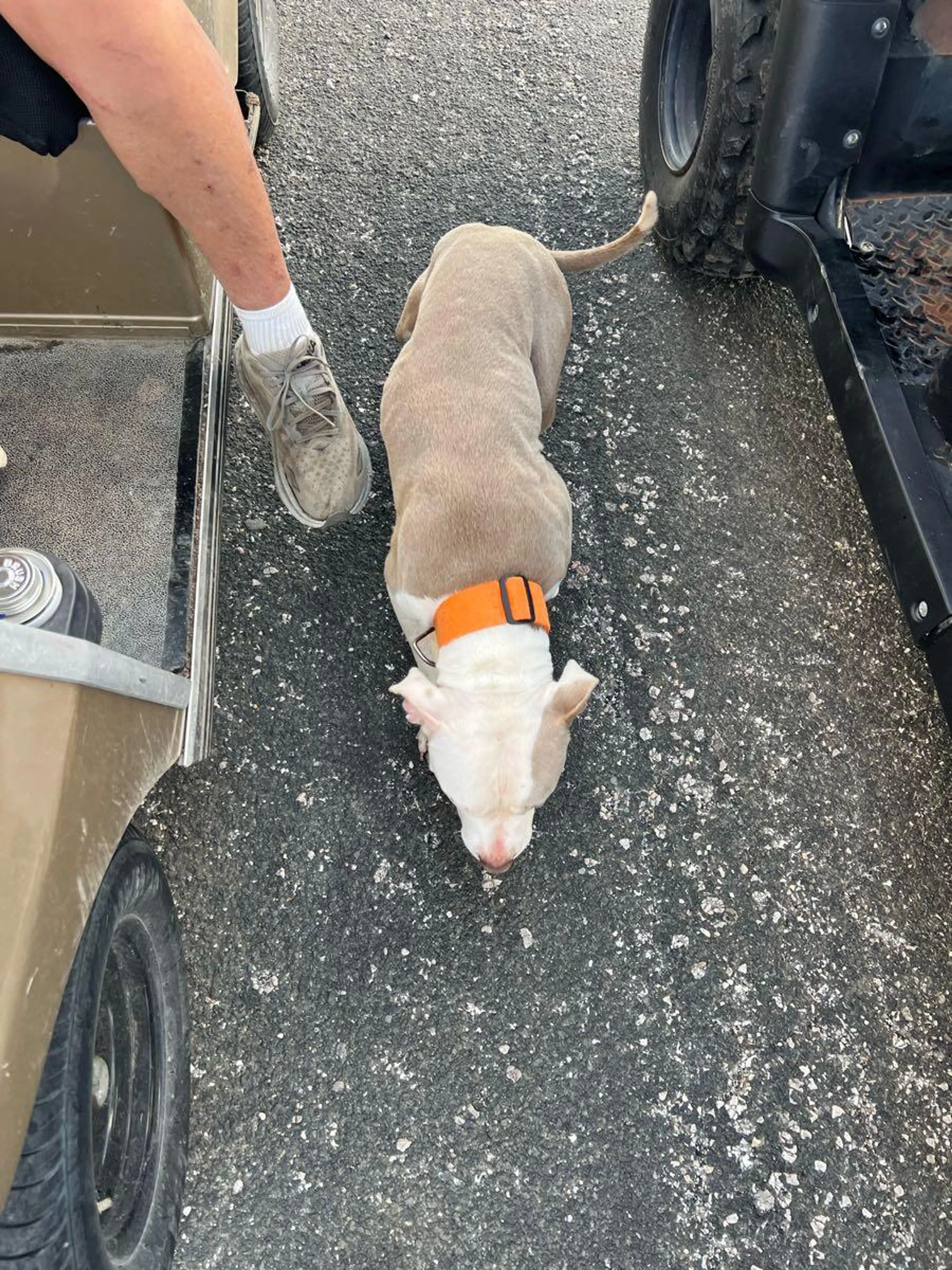 Found pet