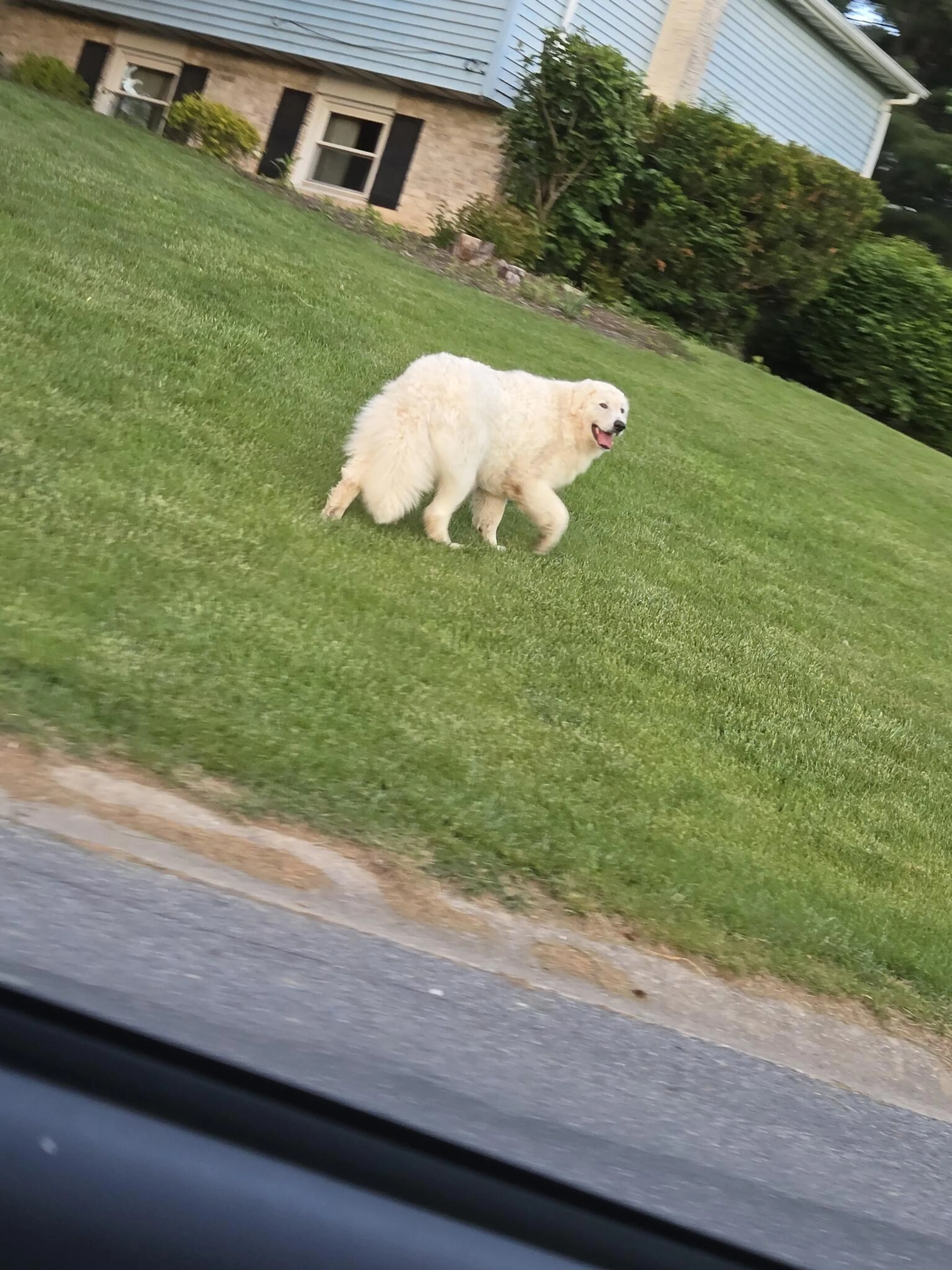Found pet