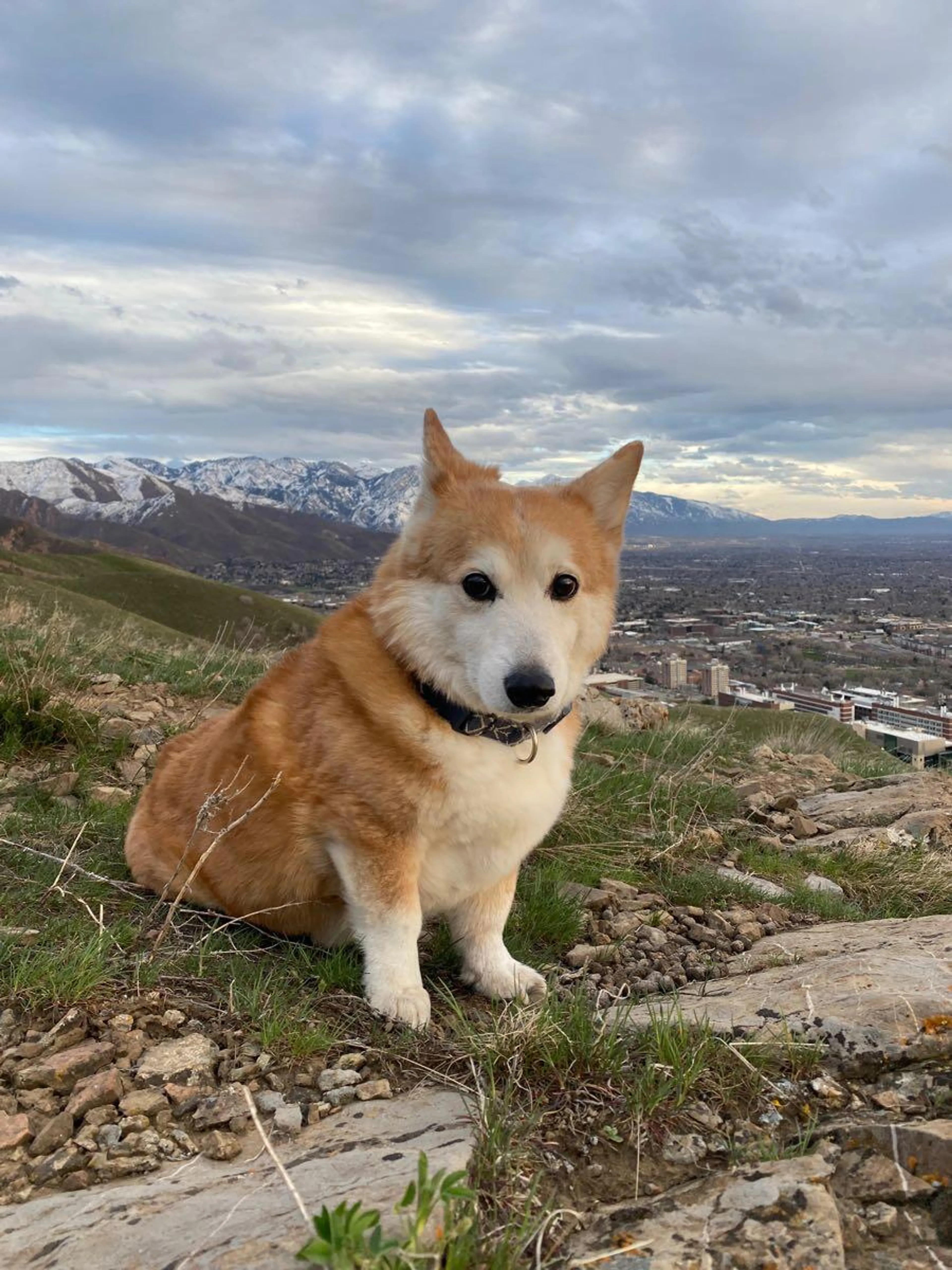 Lost pet
