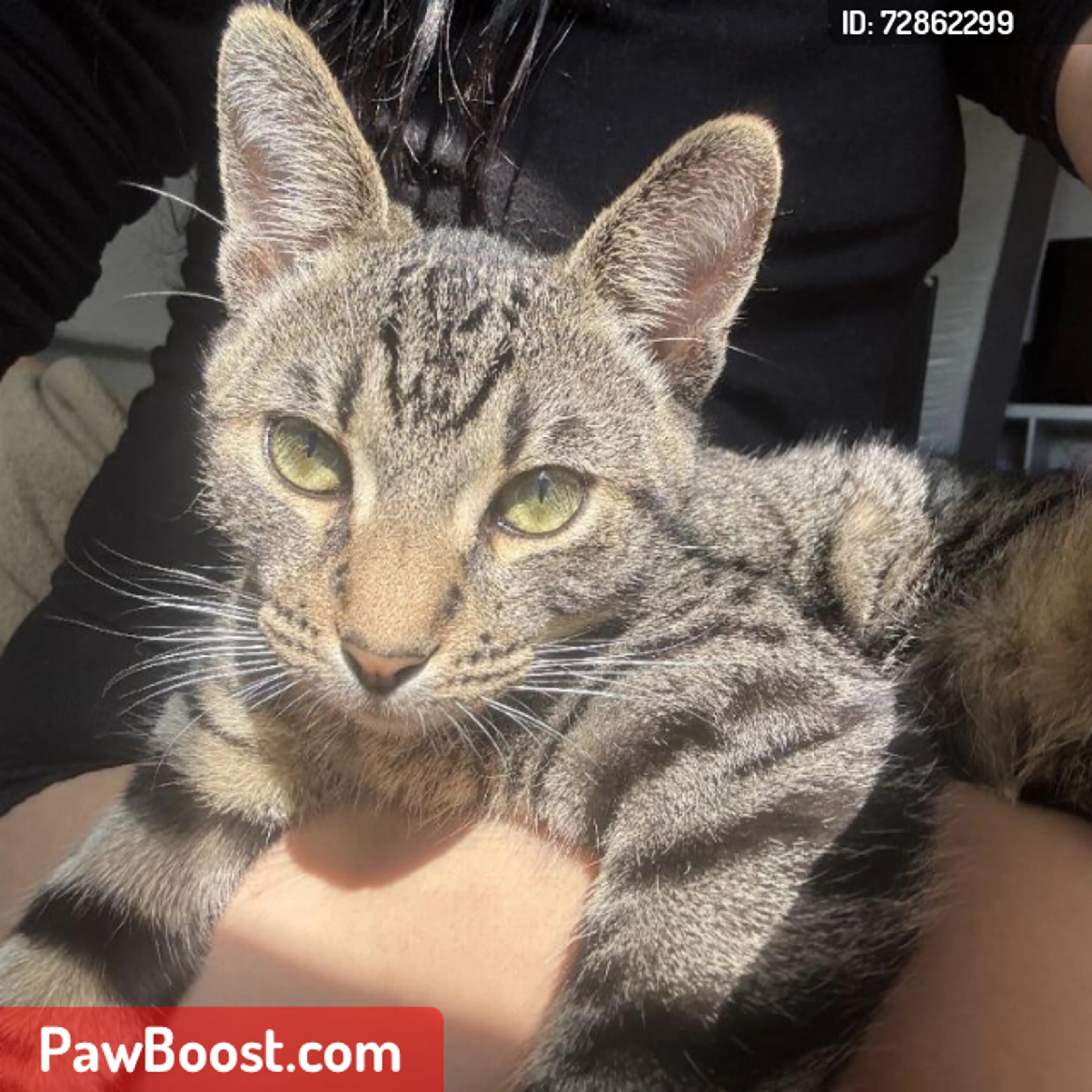 Lost pet