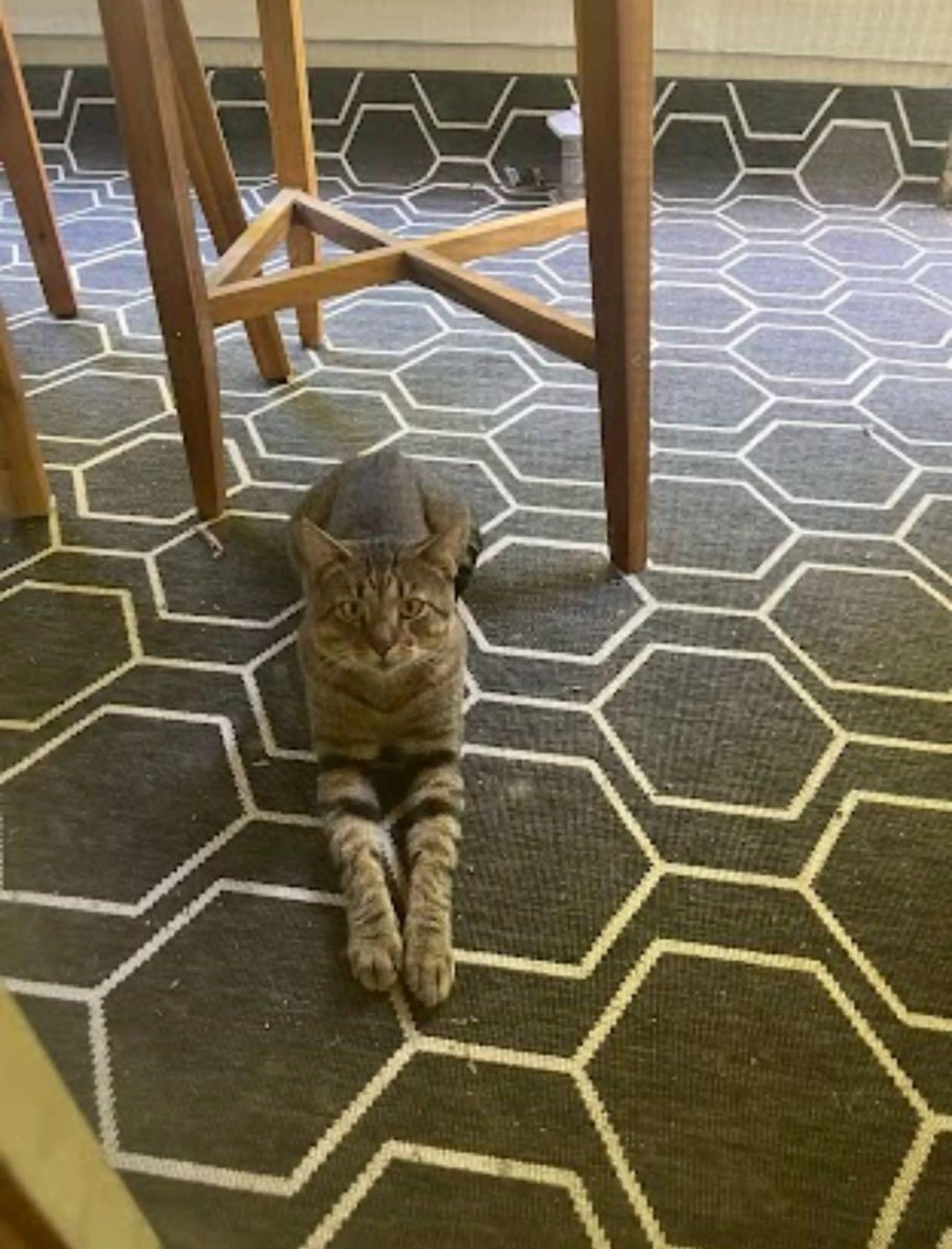 Found pet