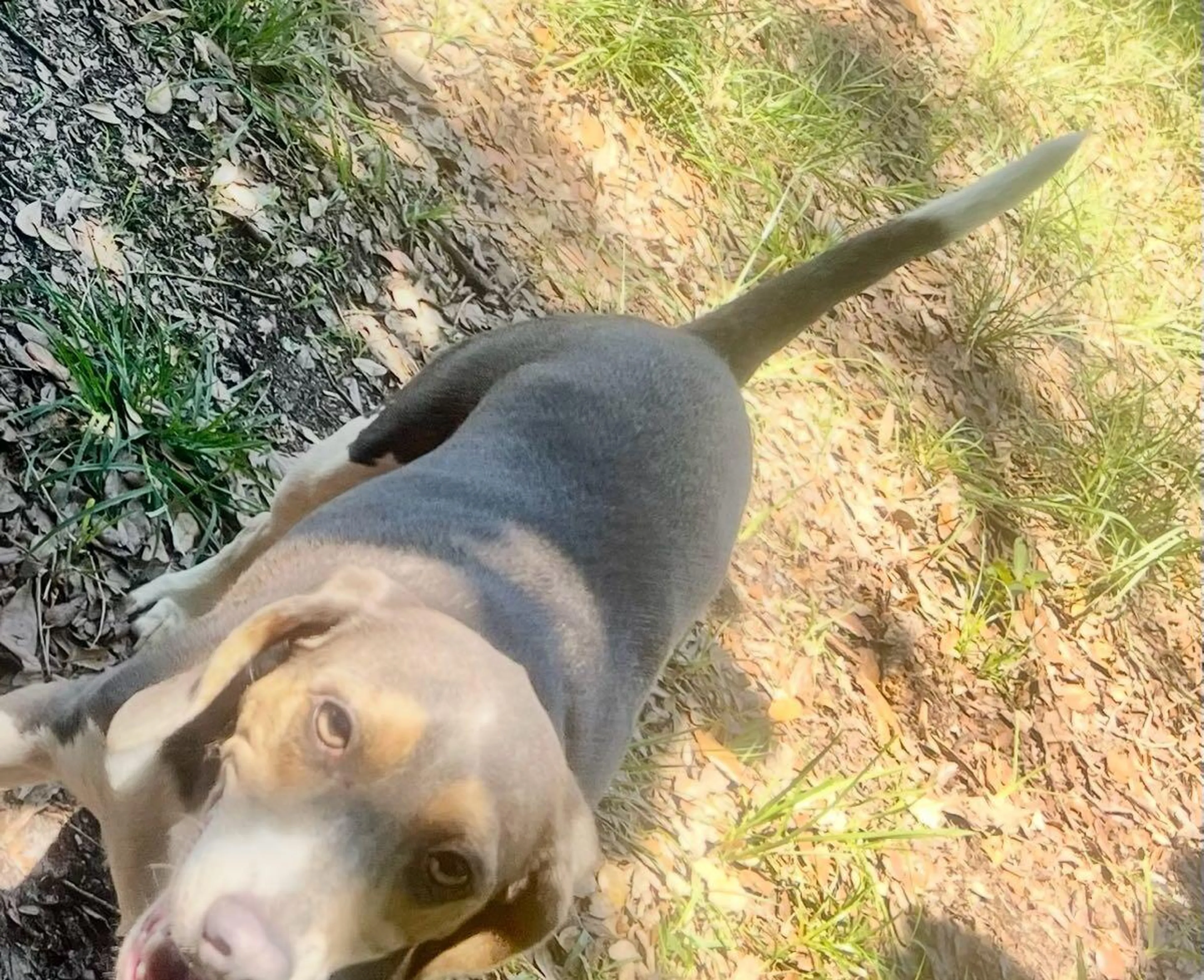 Found pet