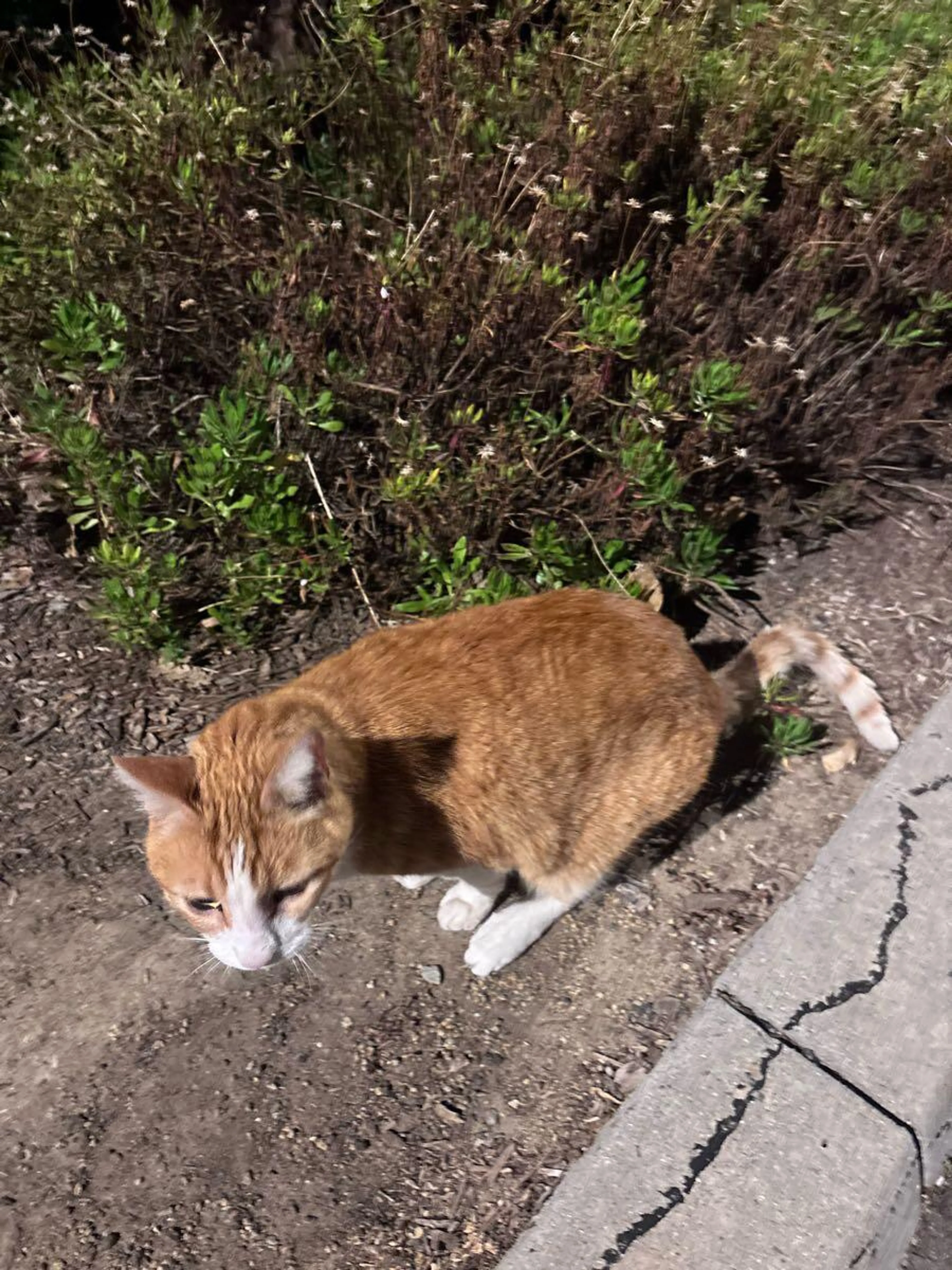 Found pet
