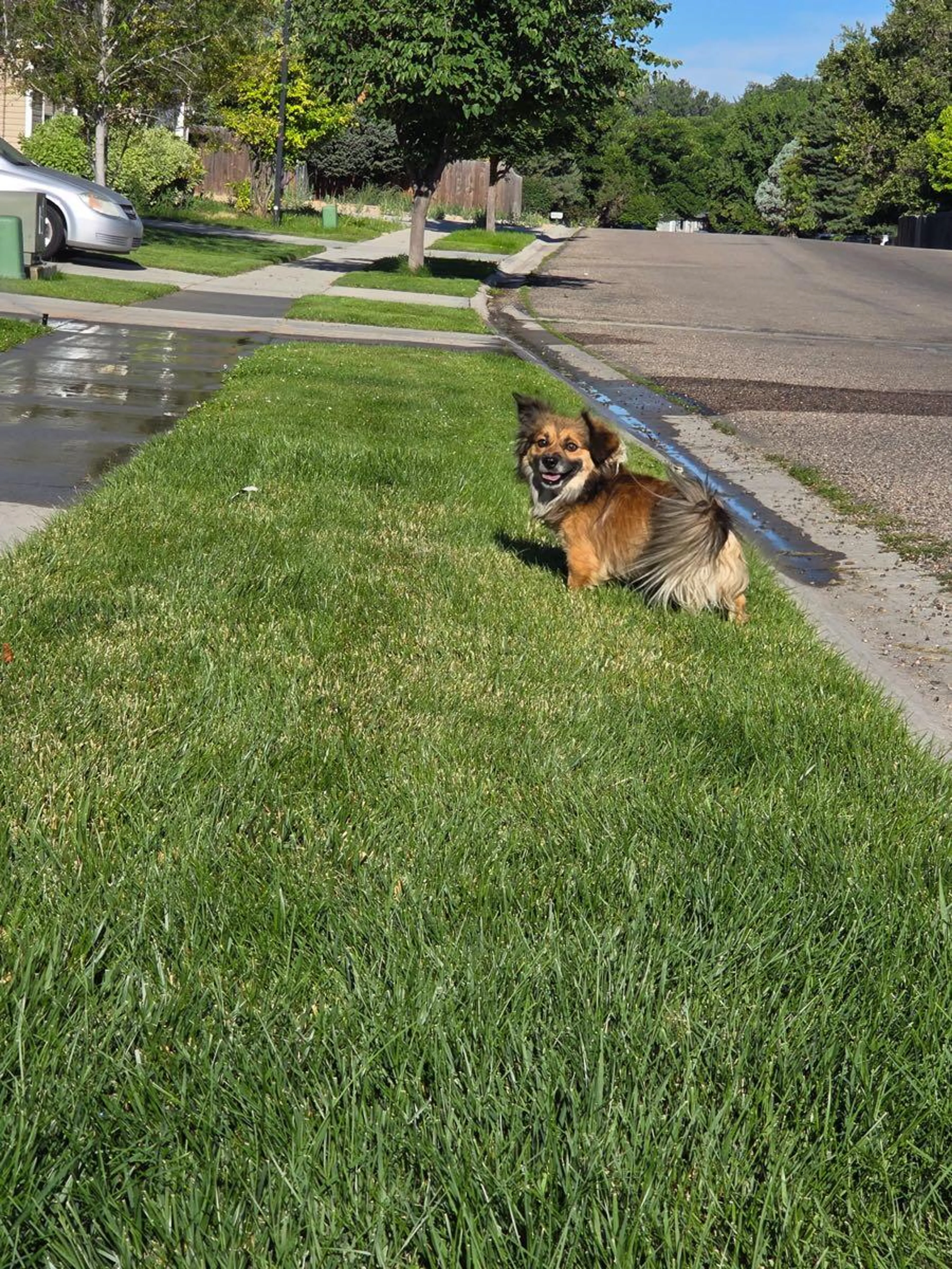 cdn image