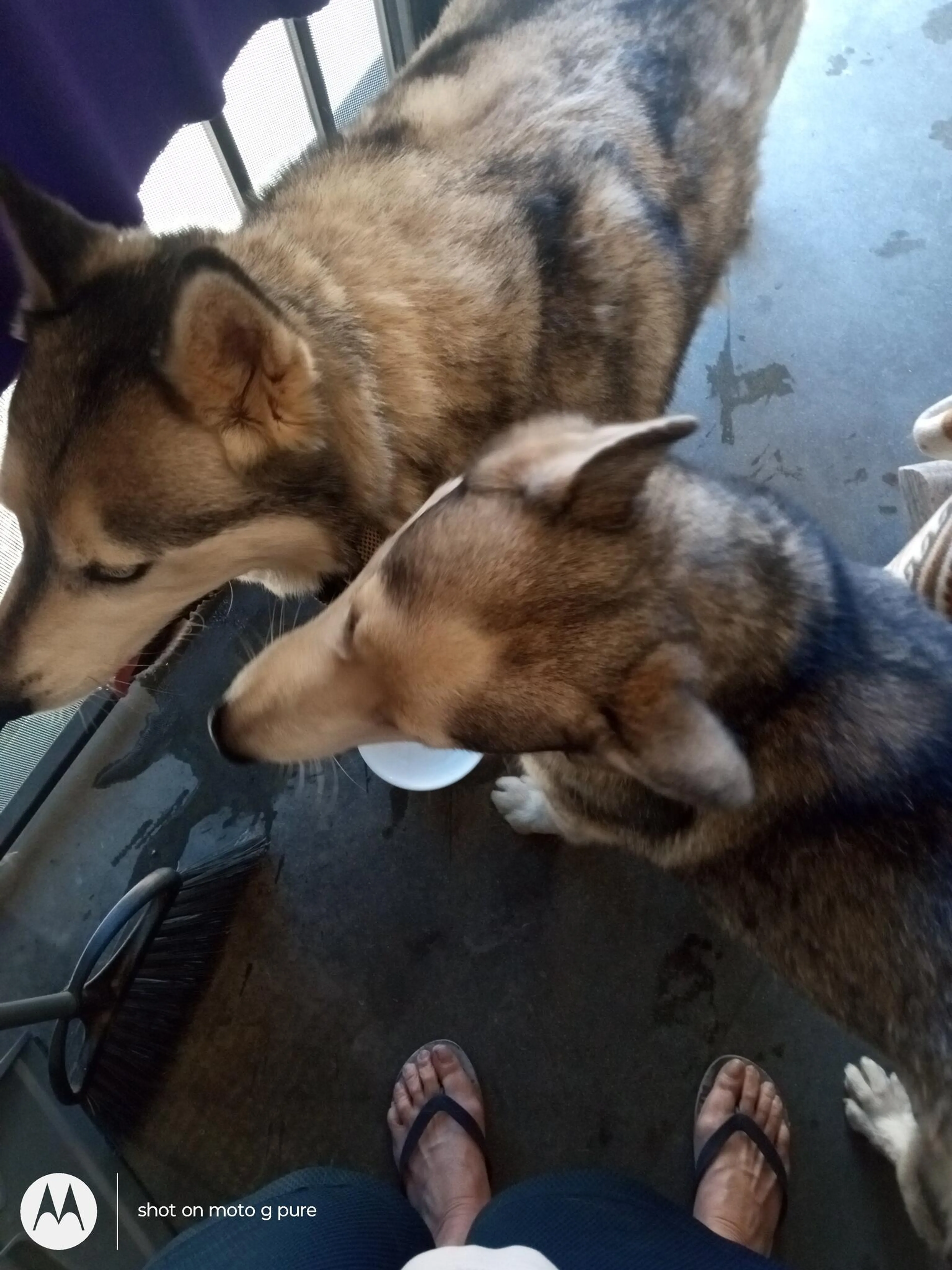 Found pet