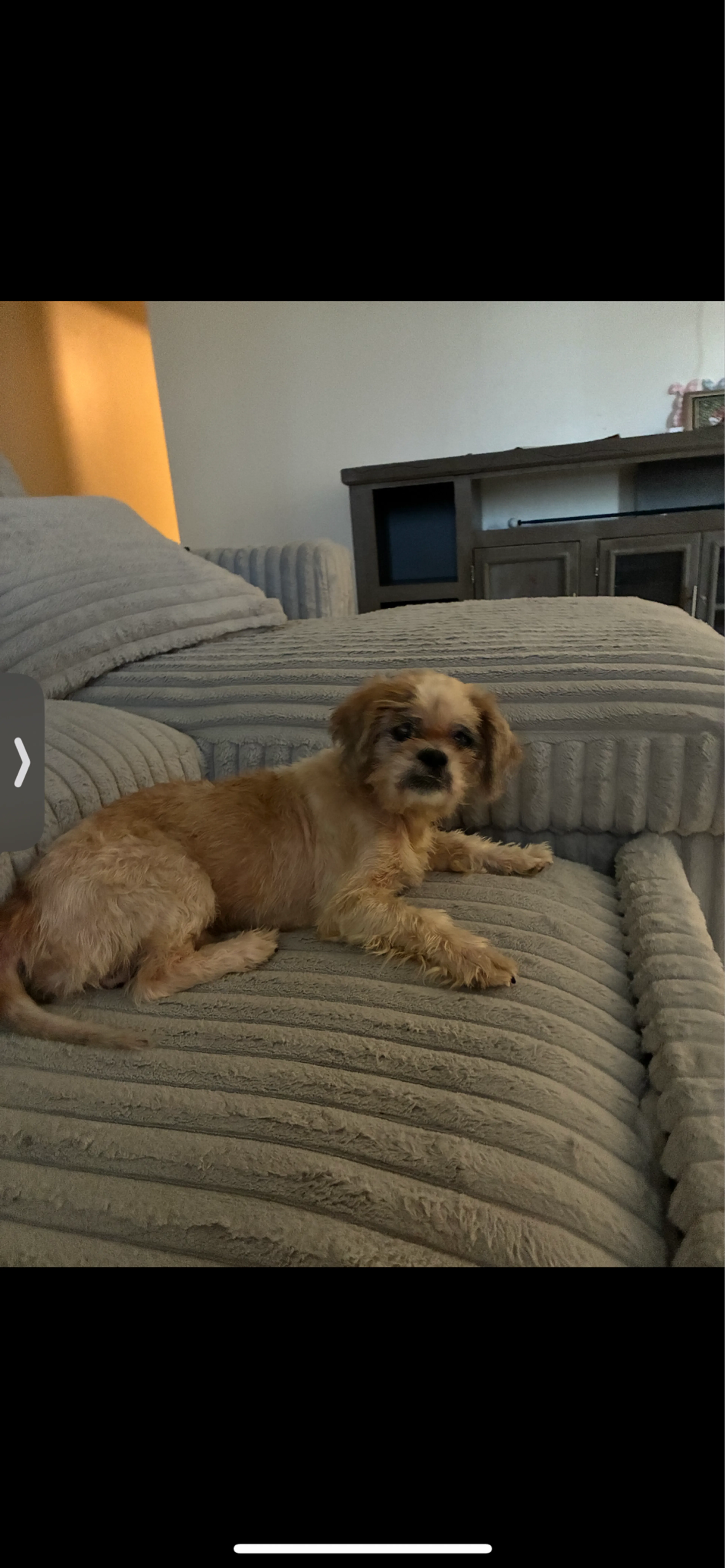 Lost pet
