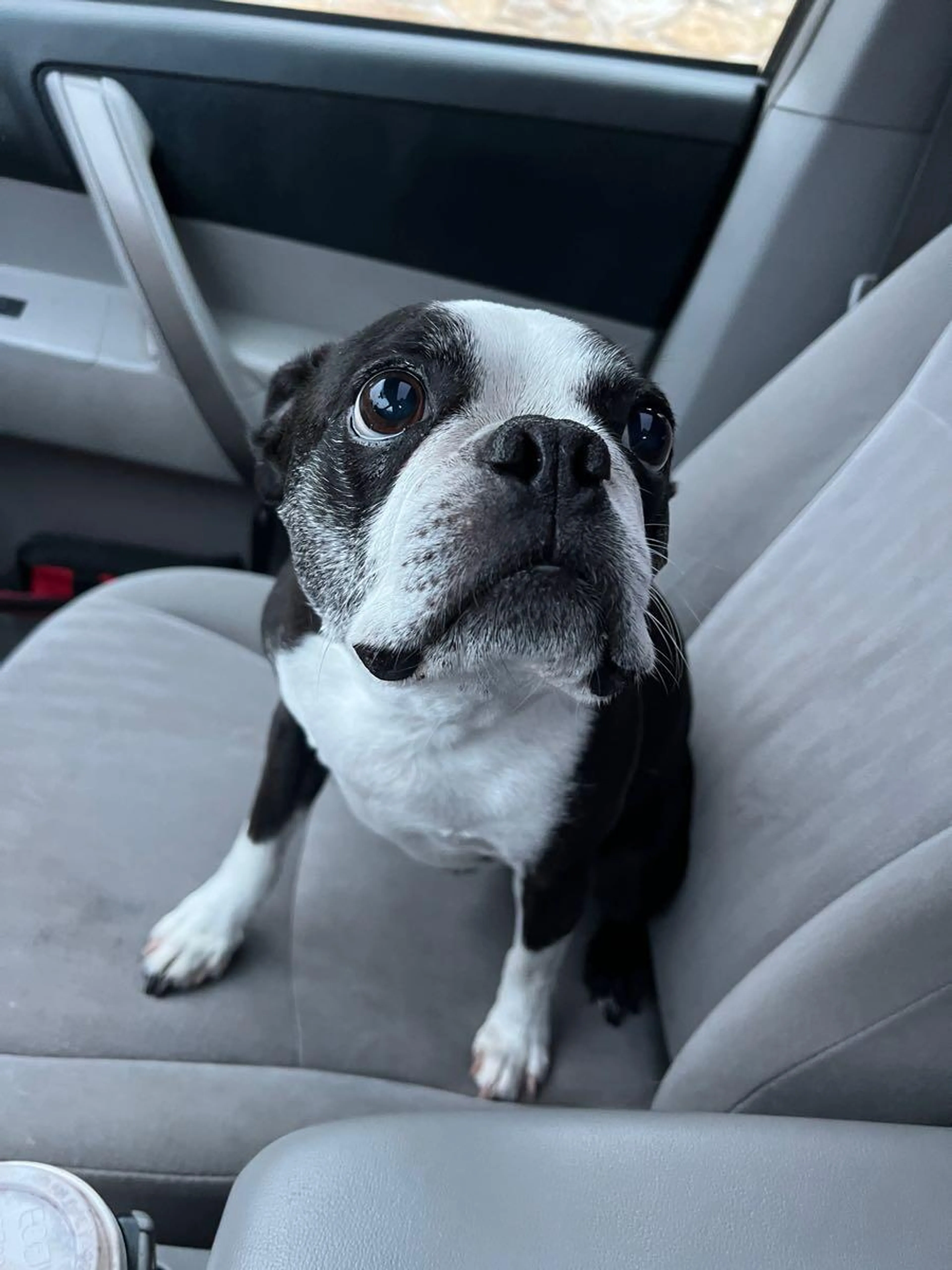 Found pet