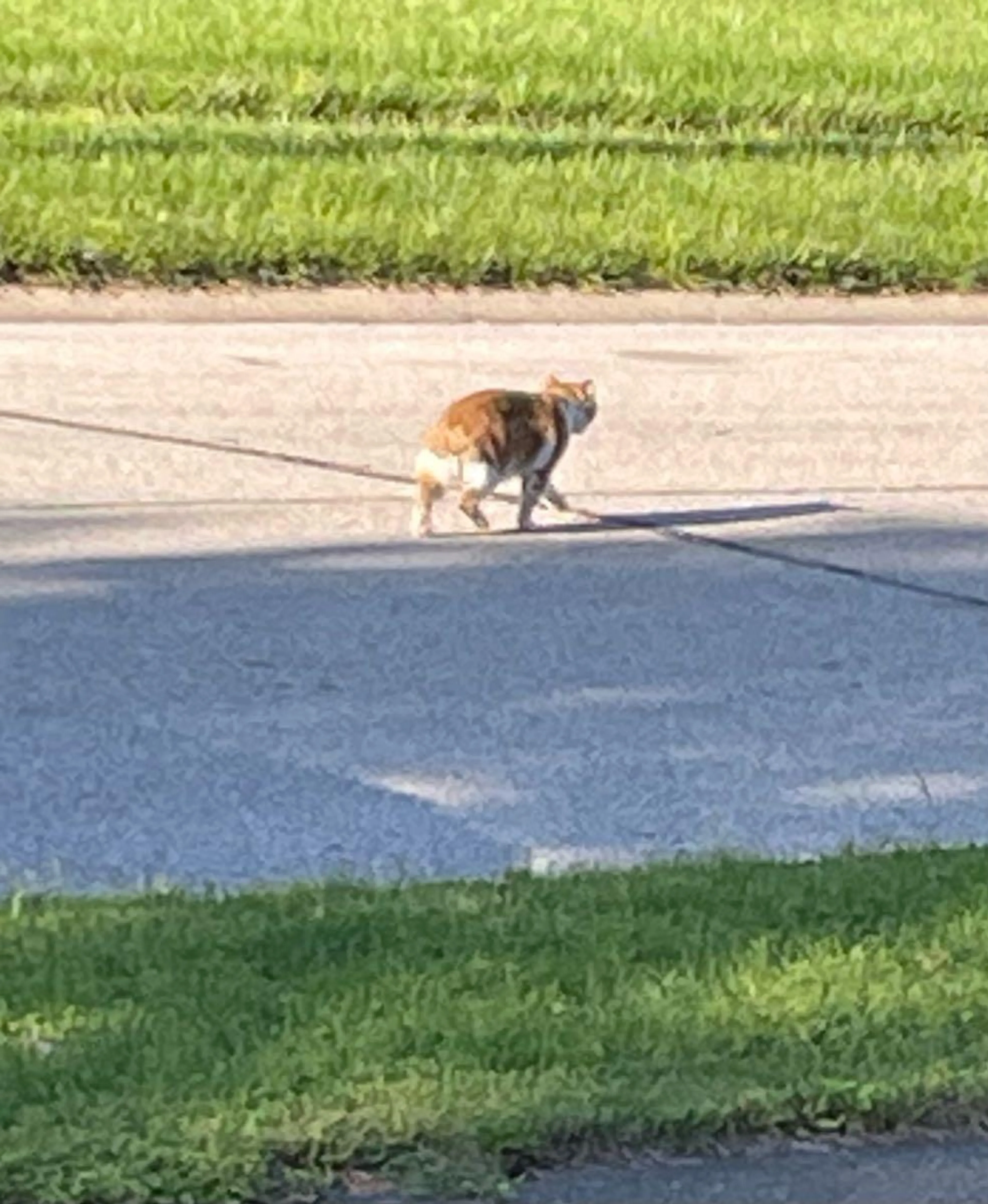 Found pet