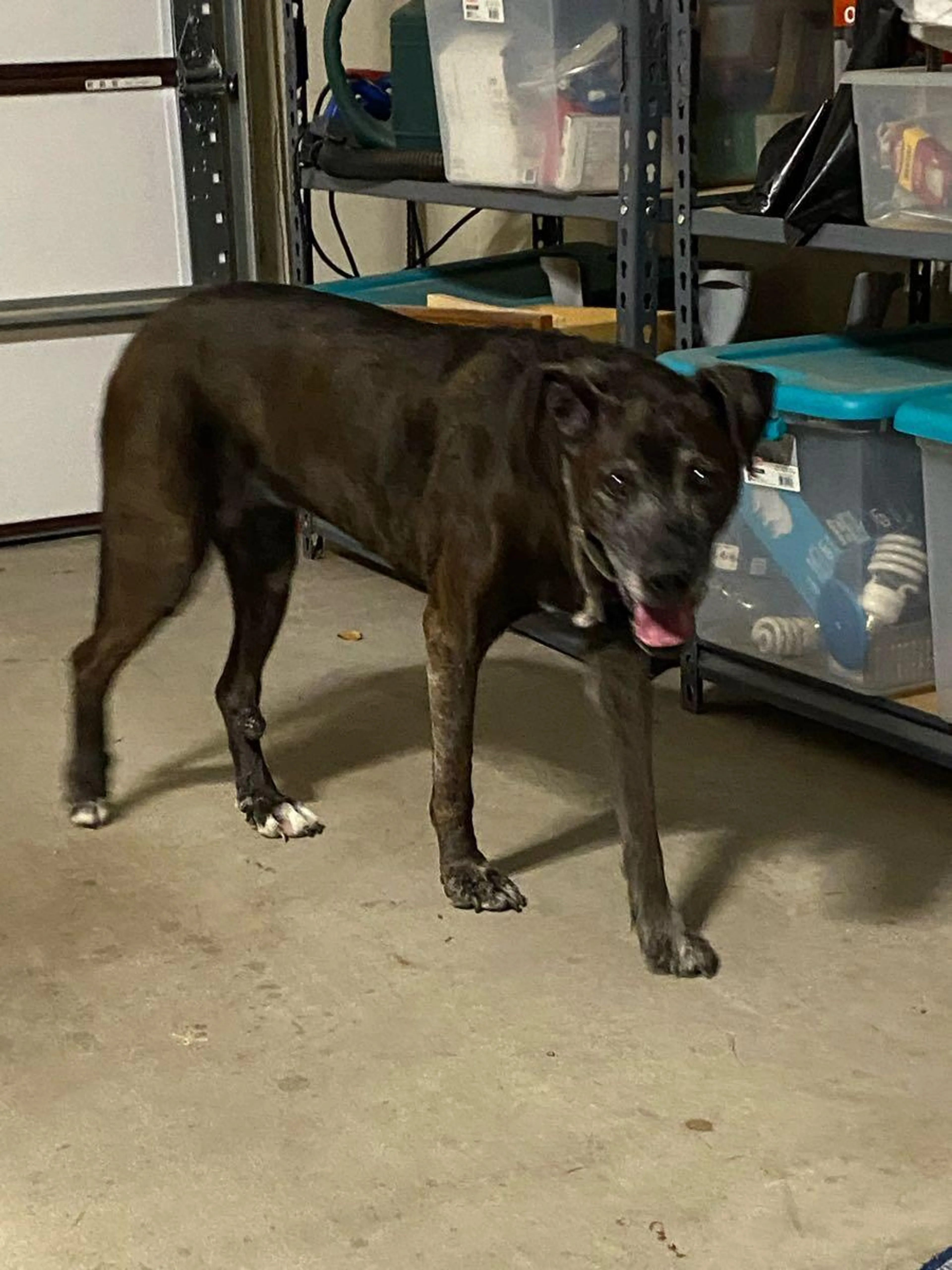 Found pet