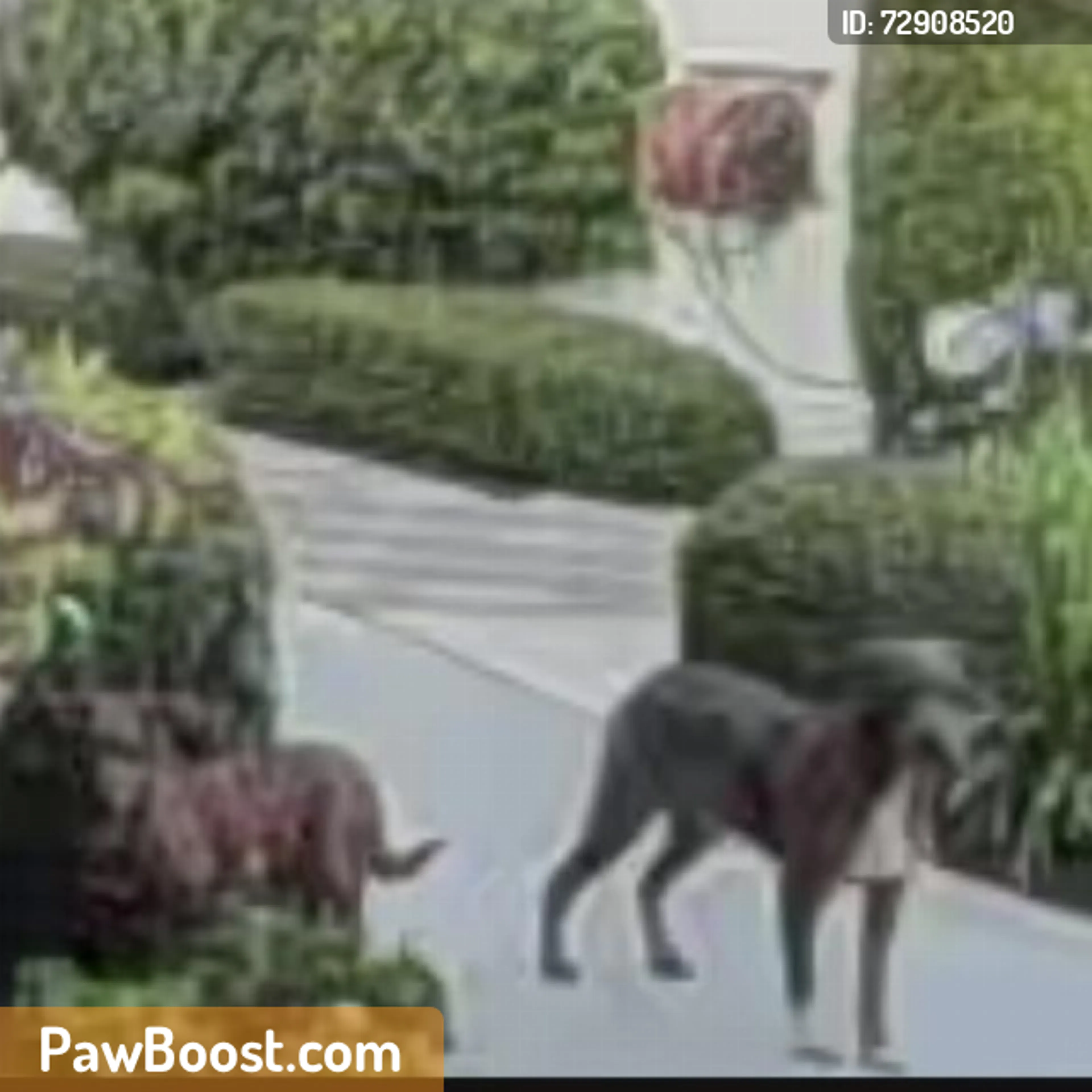 Found pet