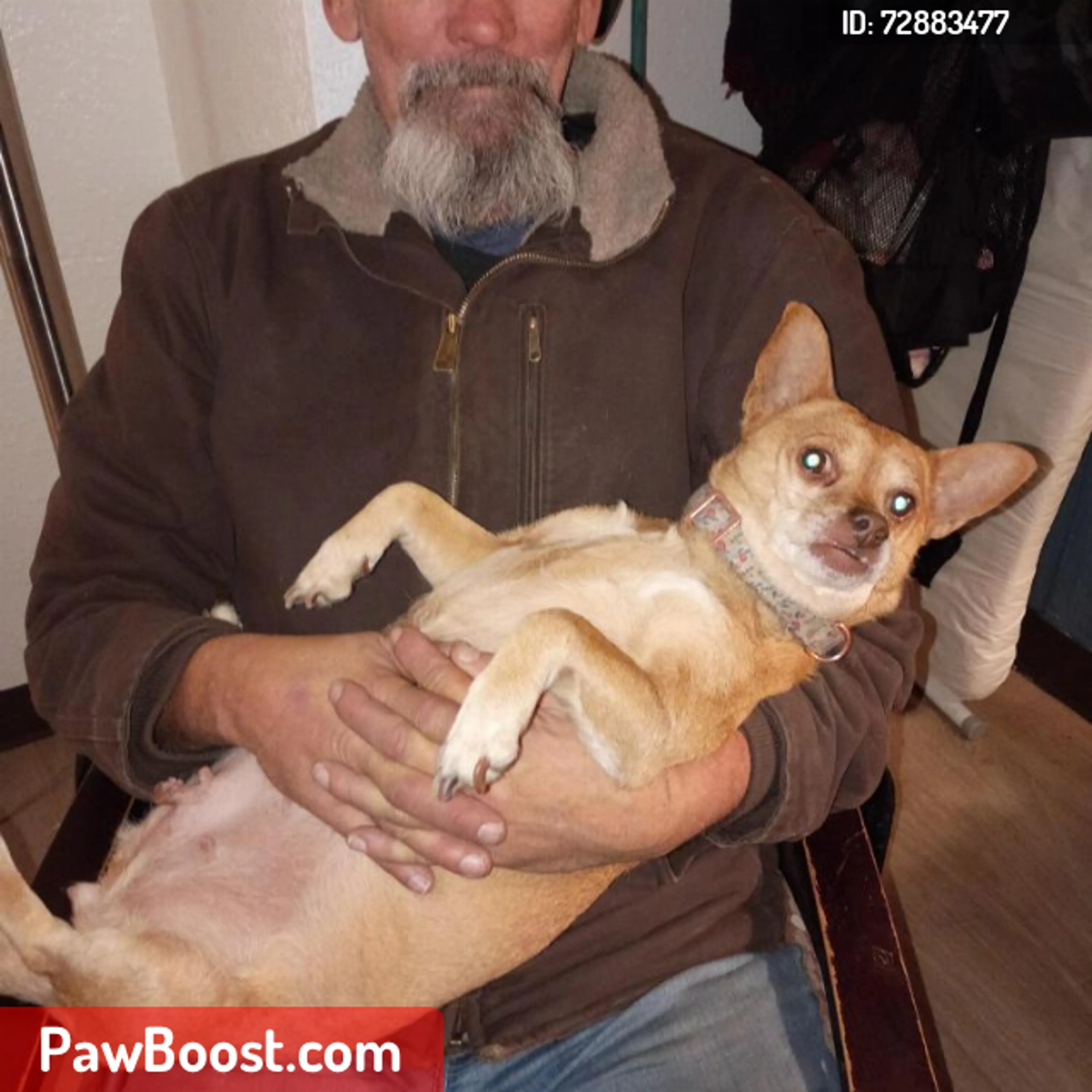 Lost pet