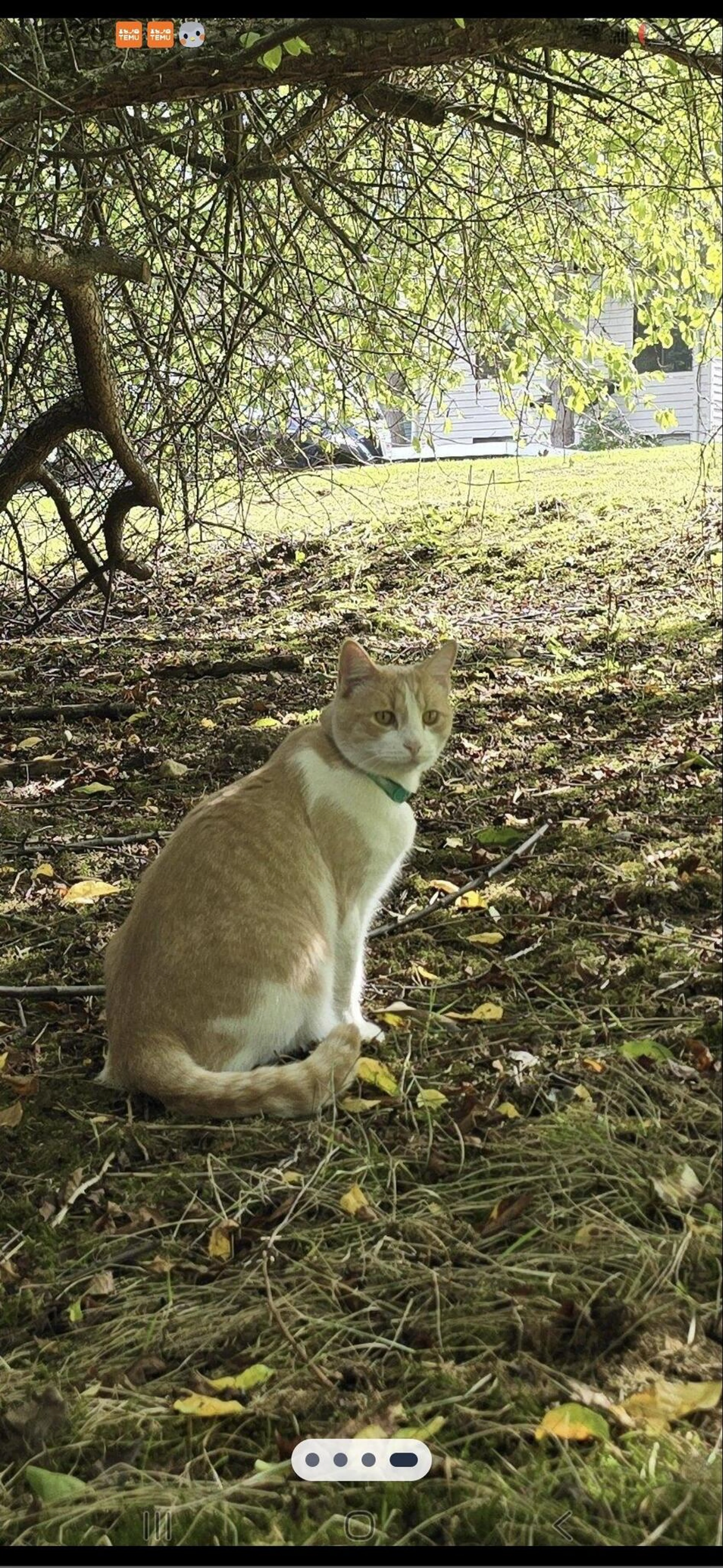 Lost pet