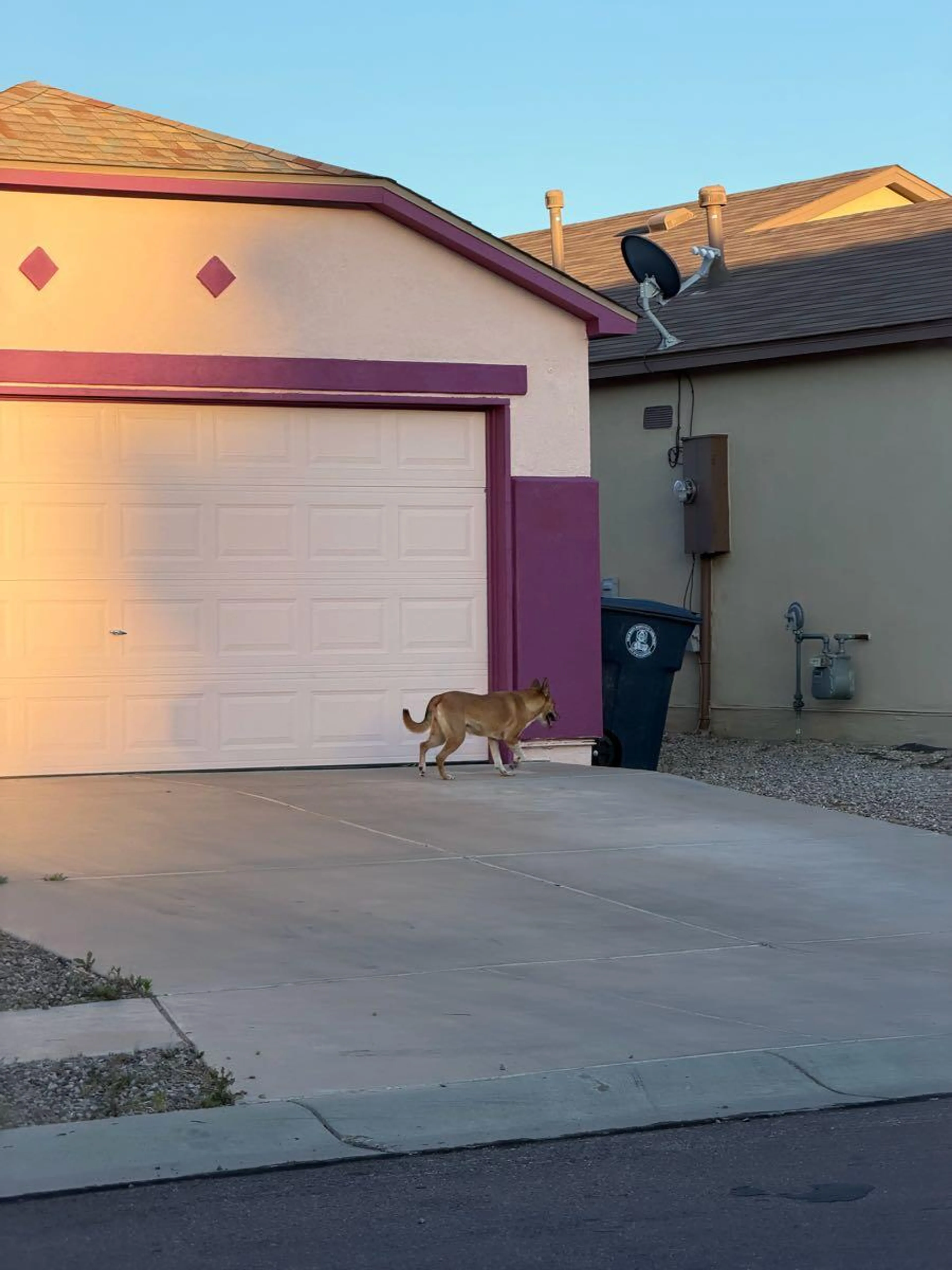 Lost pet