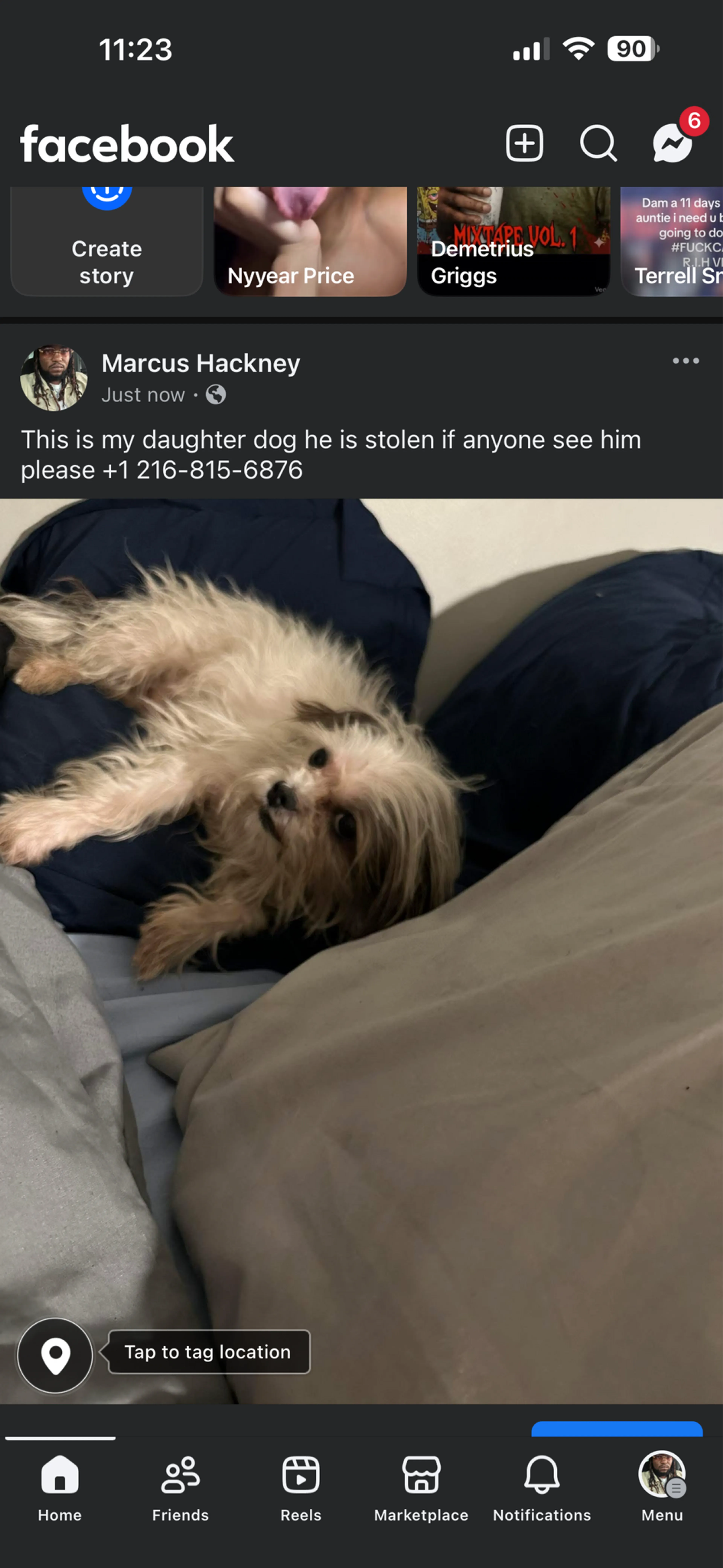 Lost pet