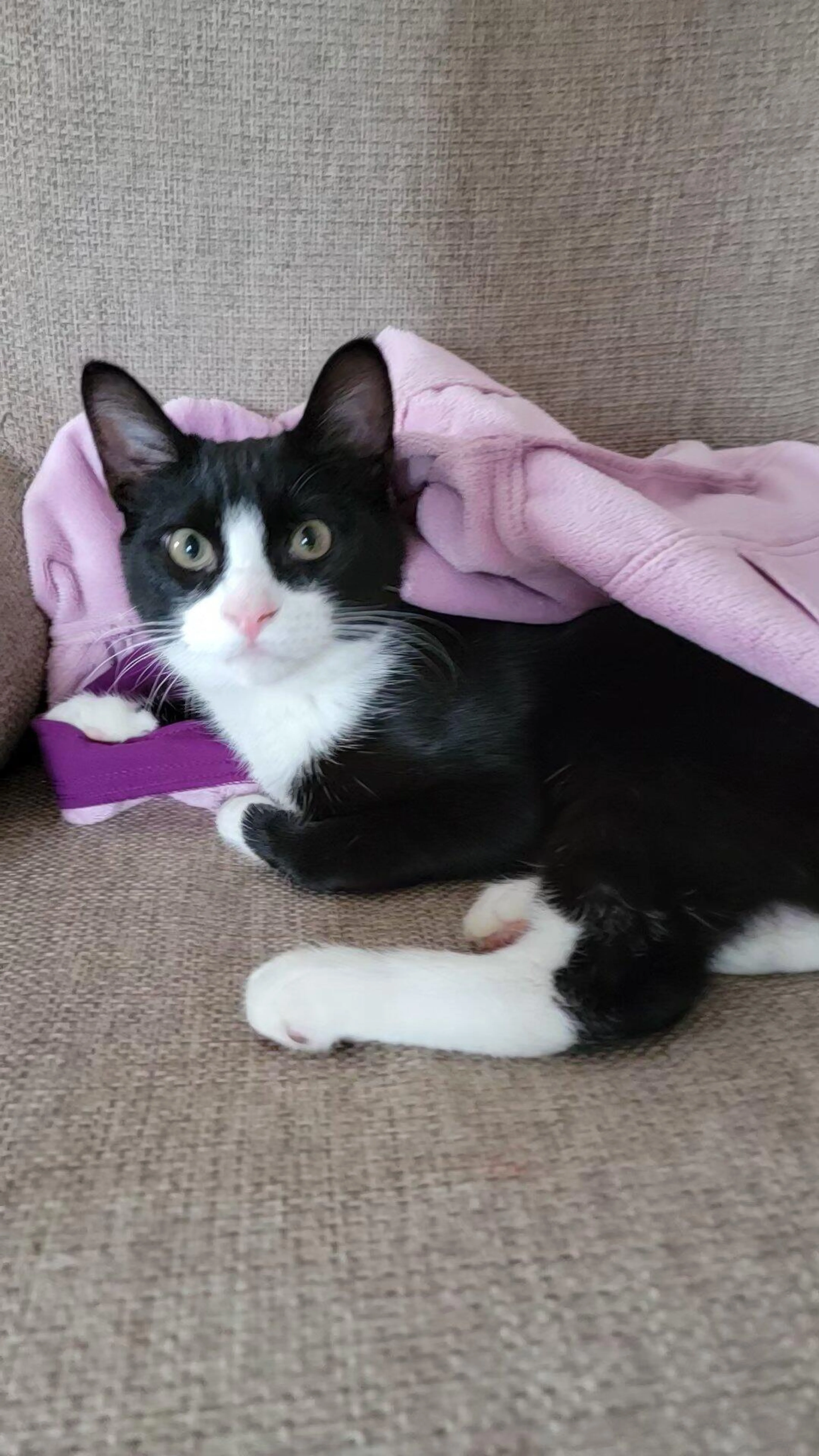 Lost pet