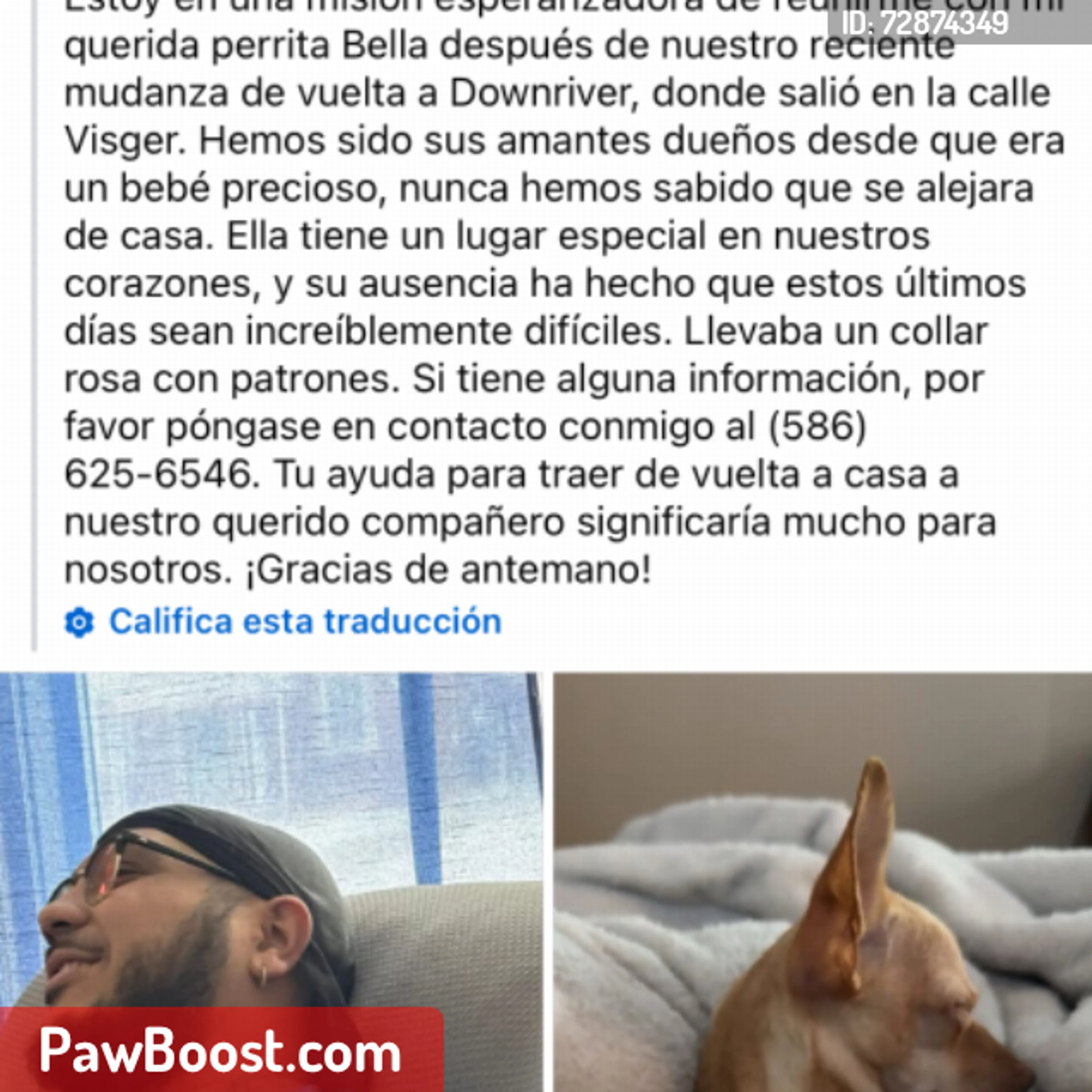 Lost pet