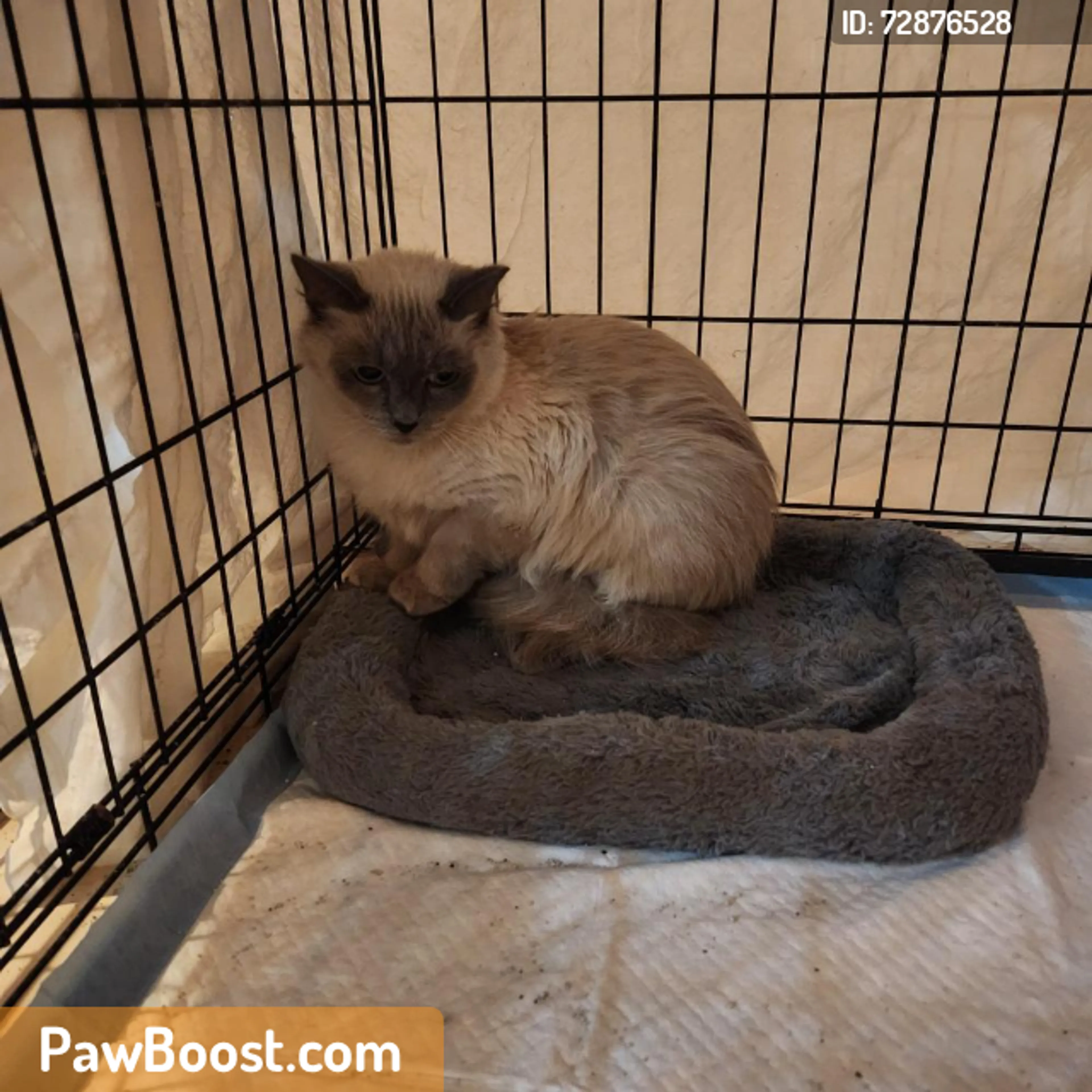 Found pet