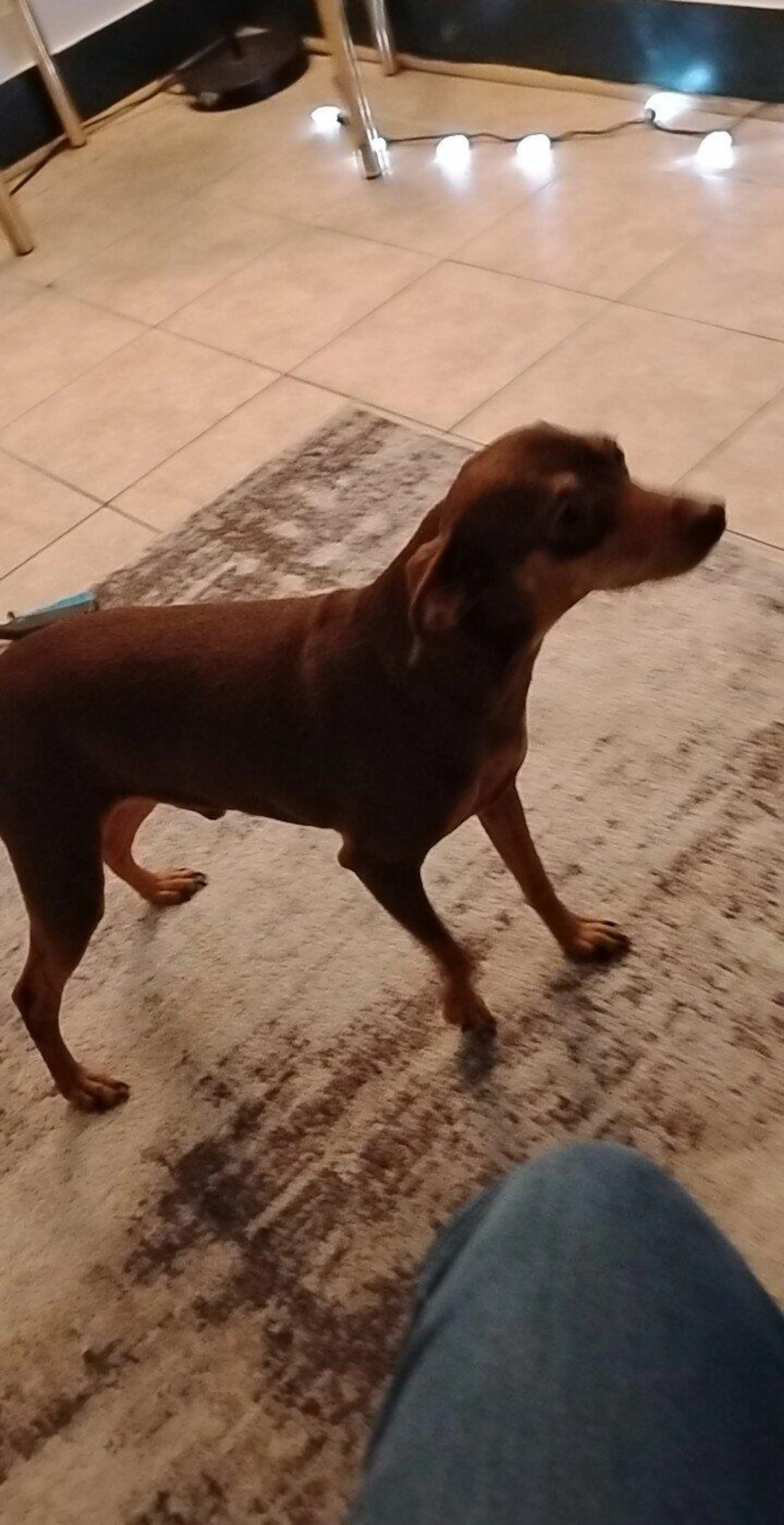 Lost pet