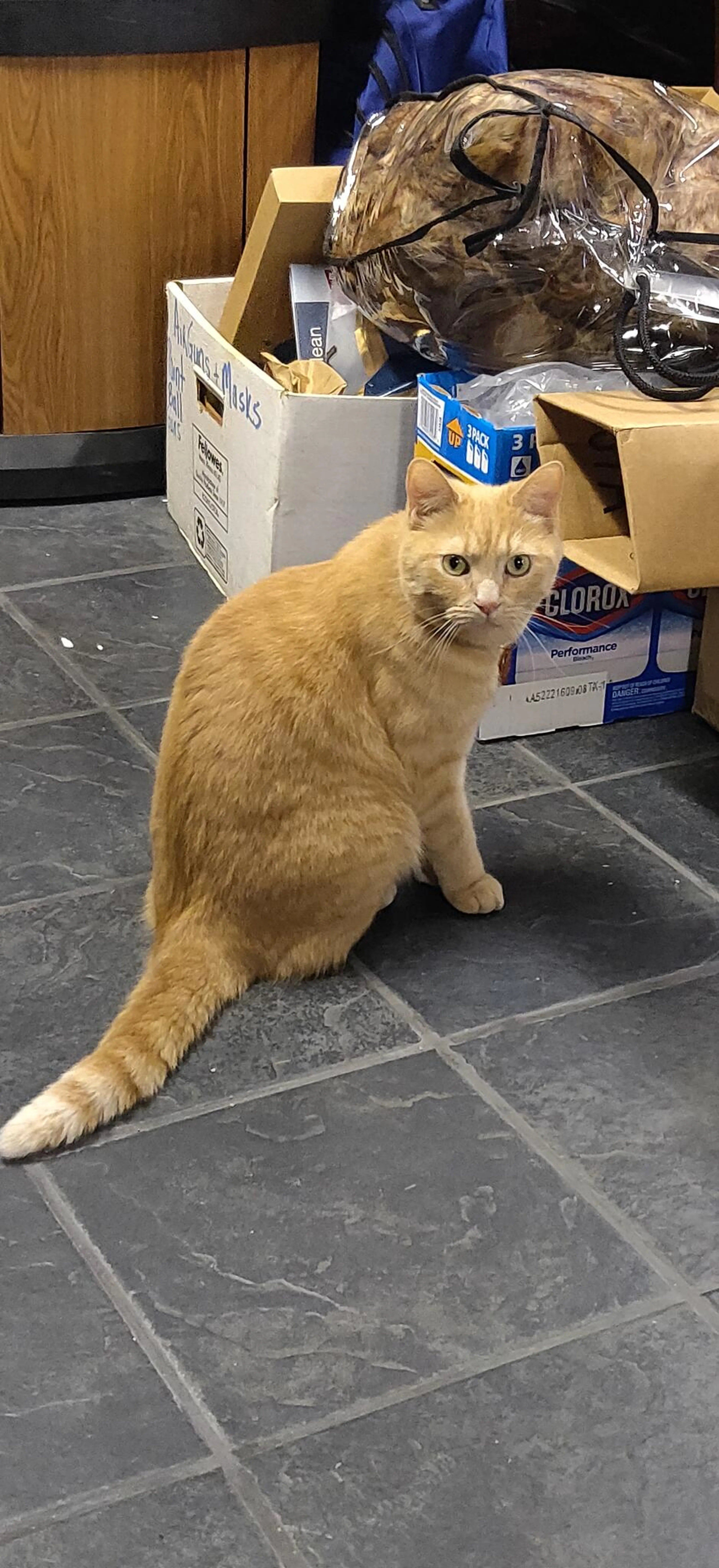 Lost pet