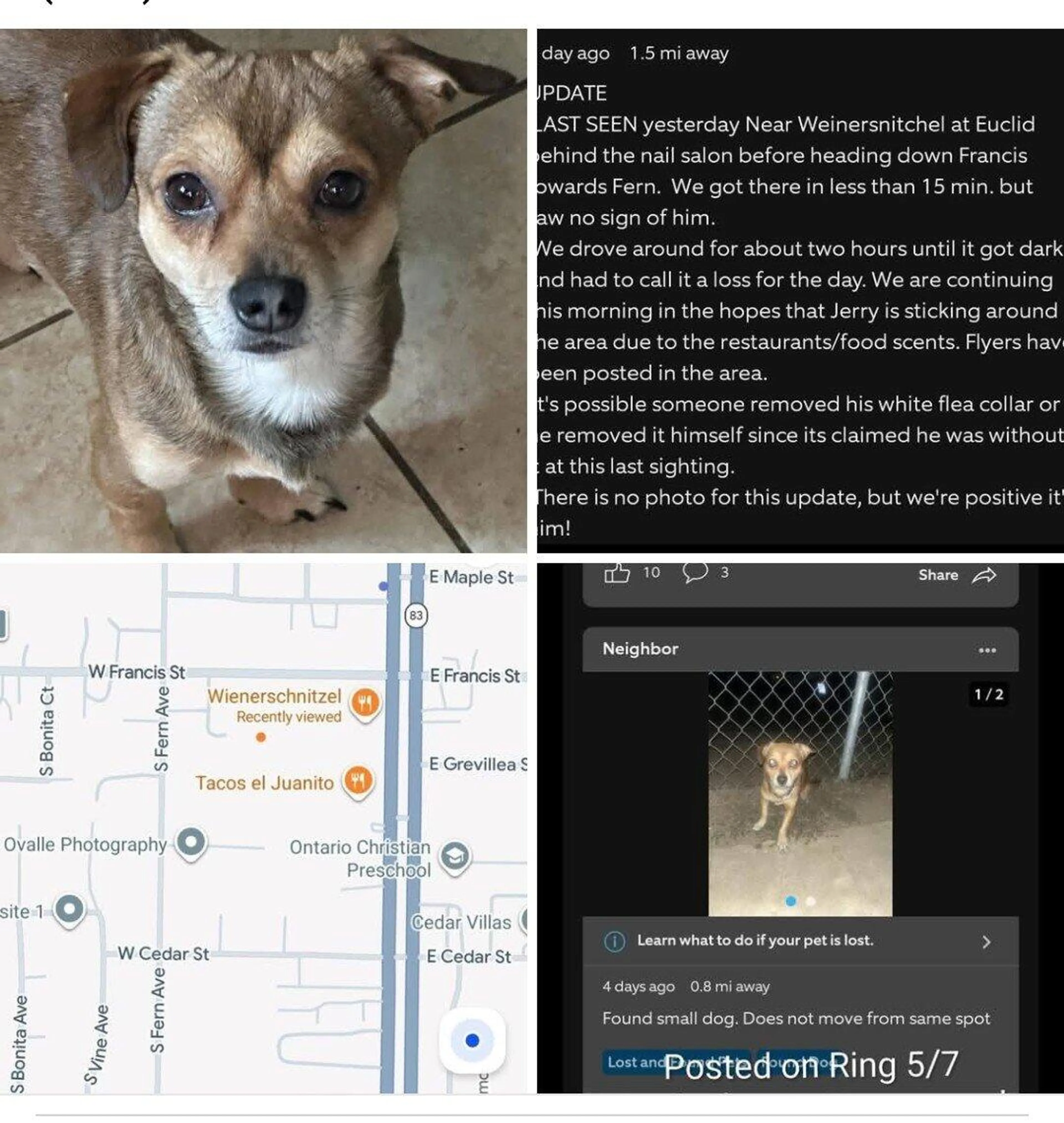 Found pet