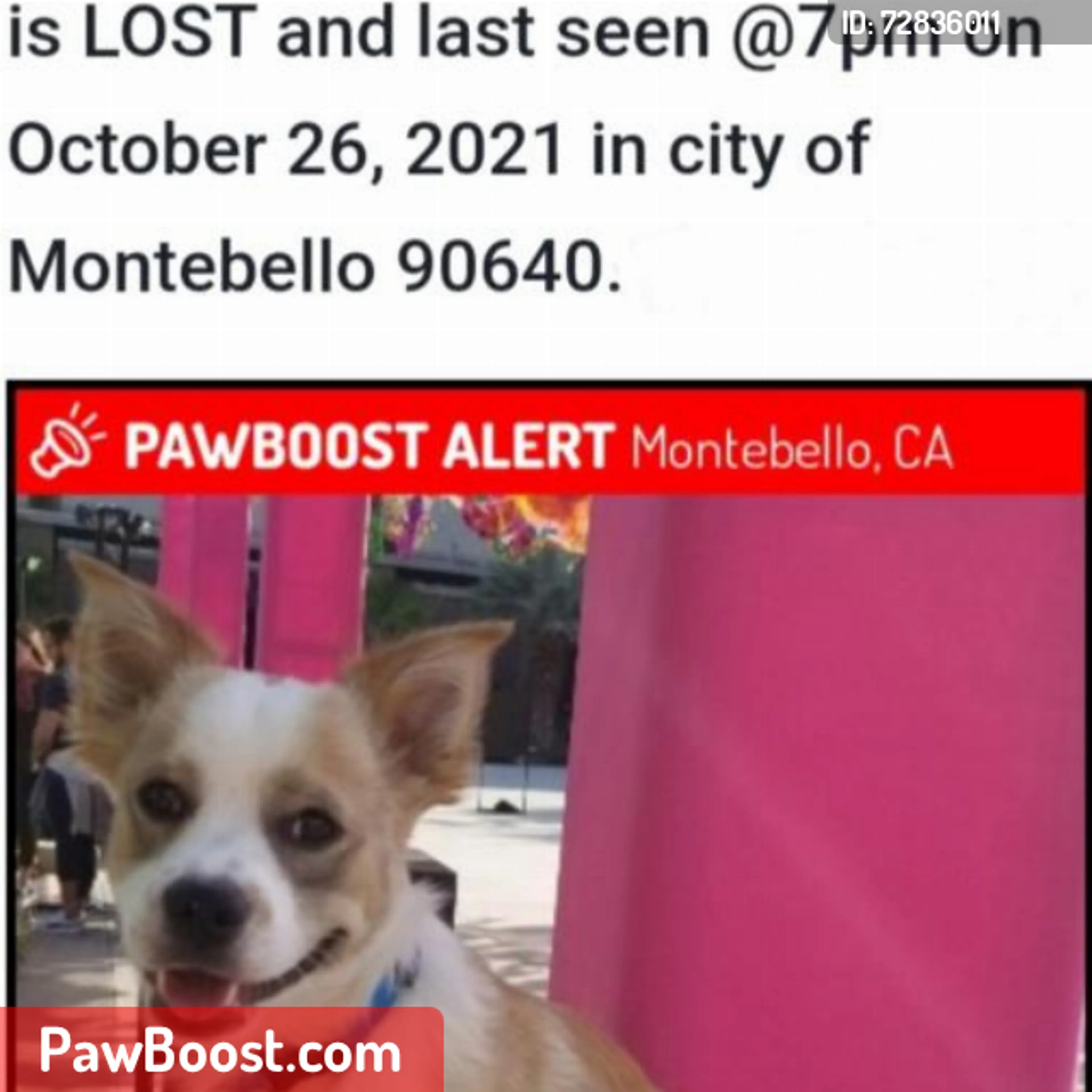 Lost pet