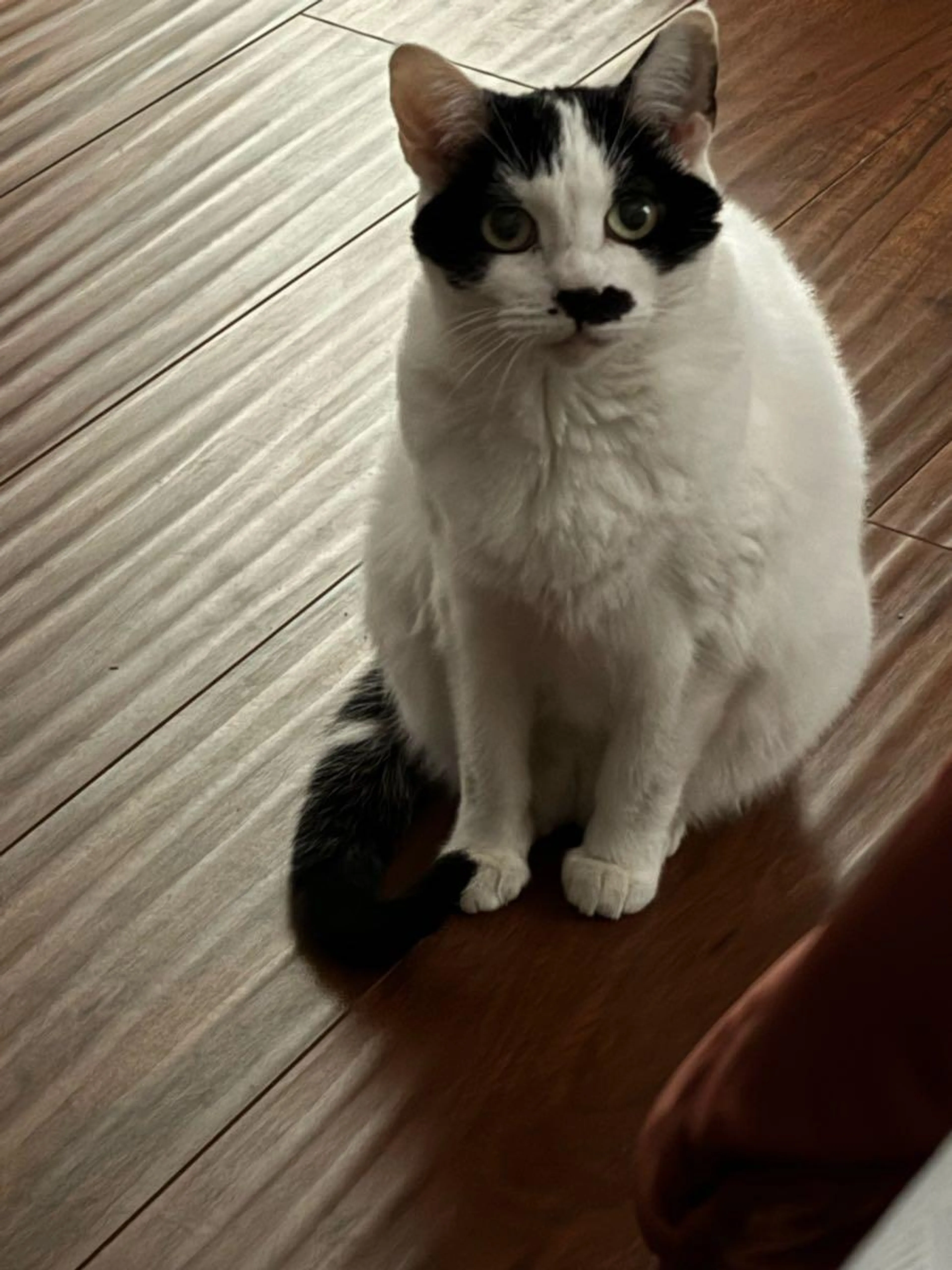 Lost pet