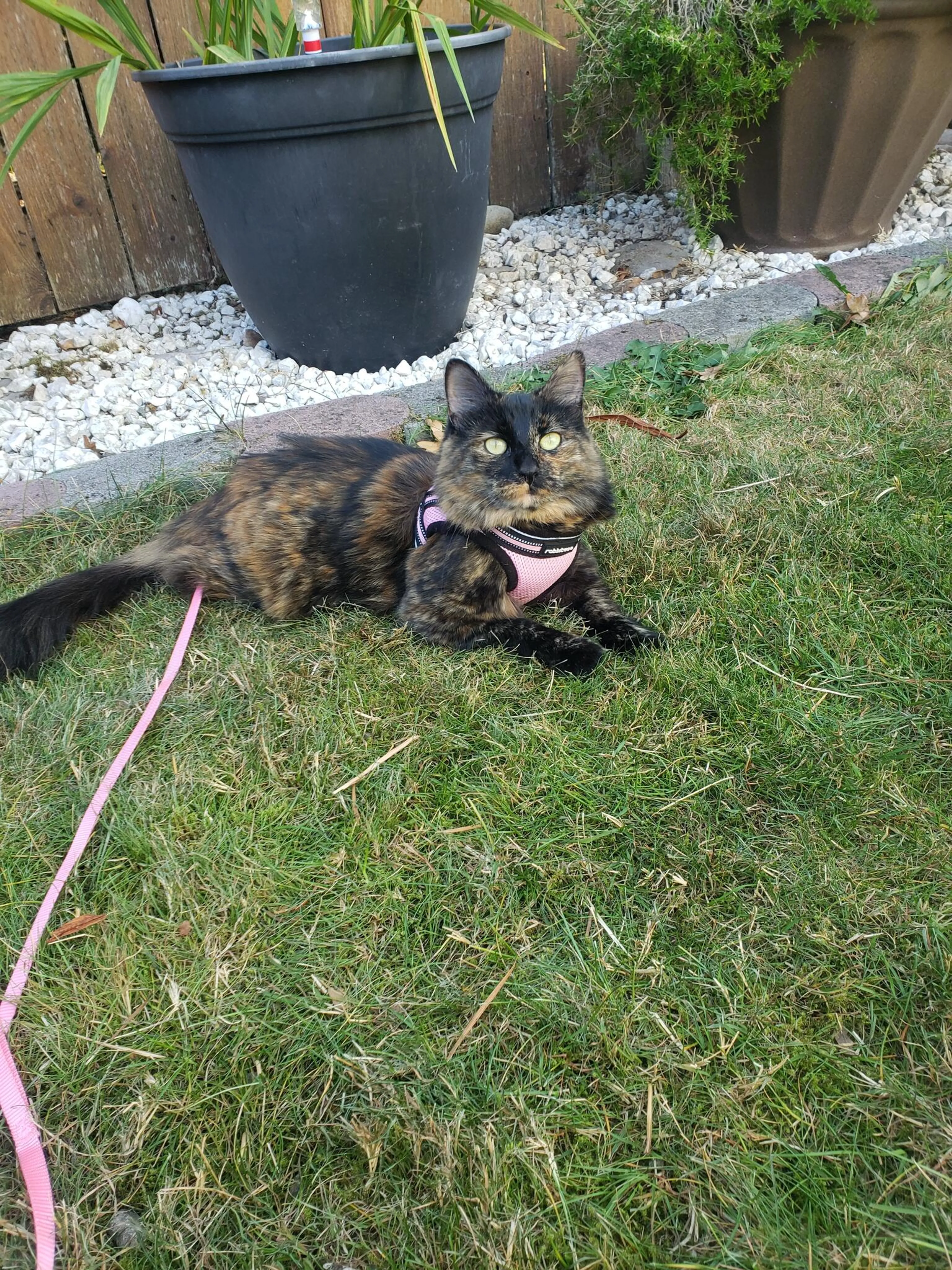 Lost pet
