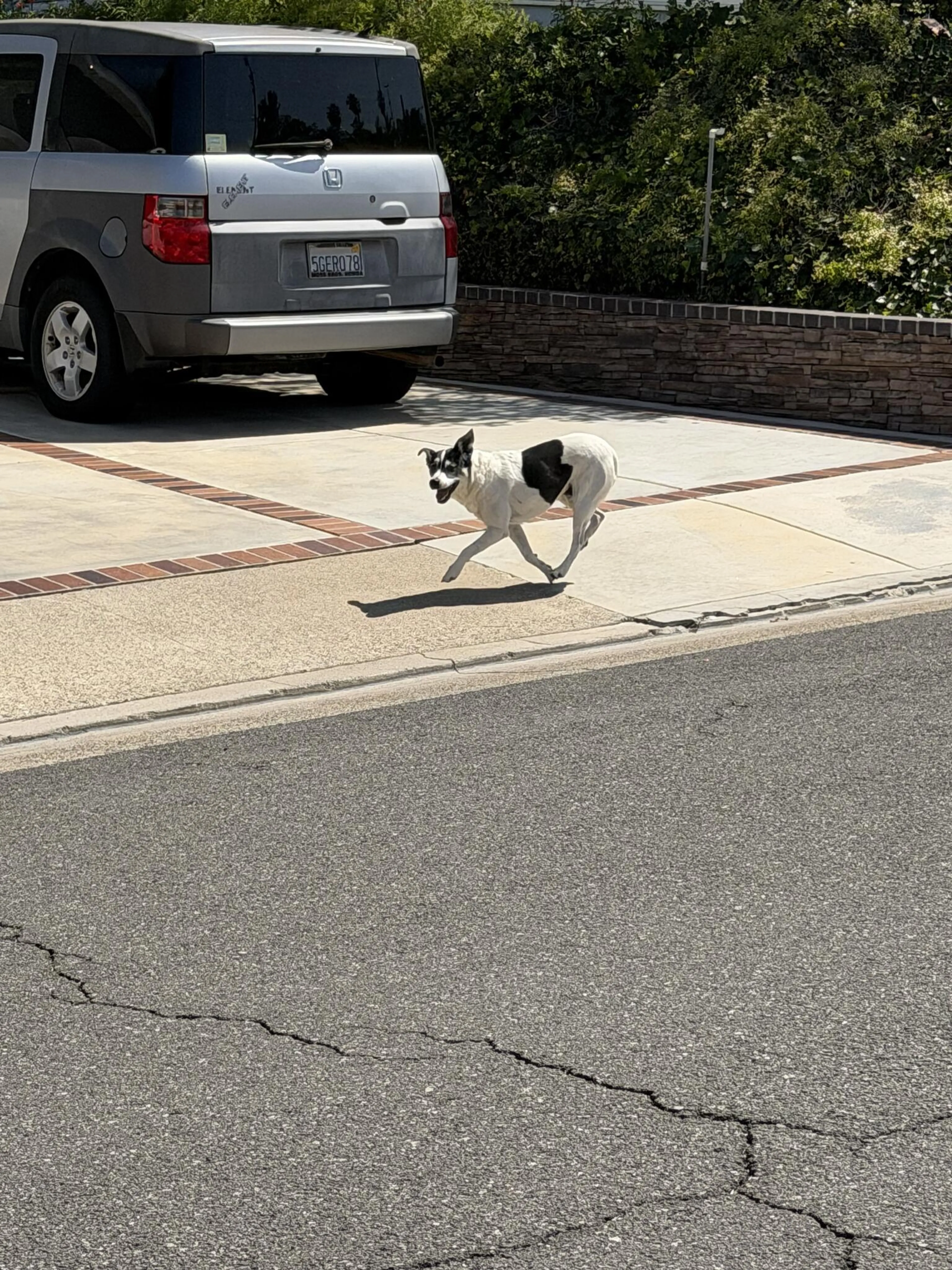 Found pet
