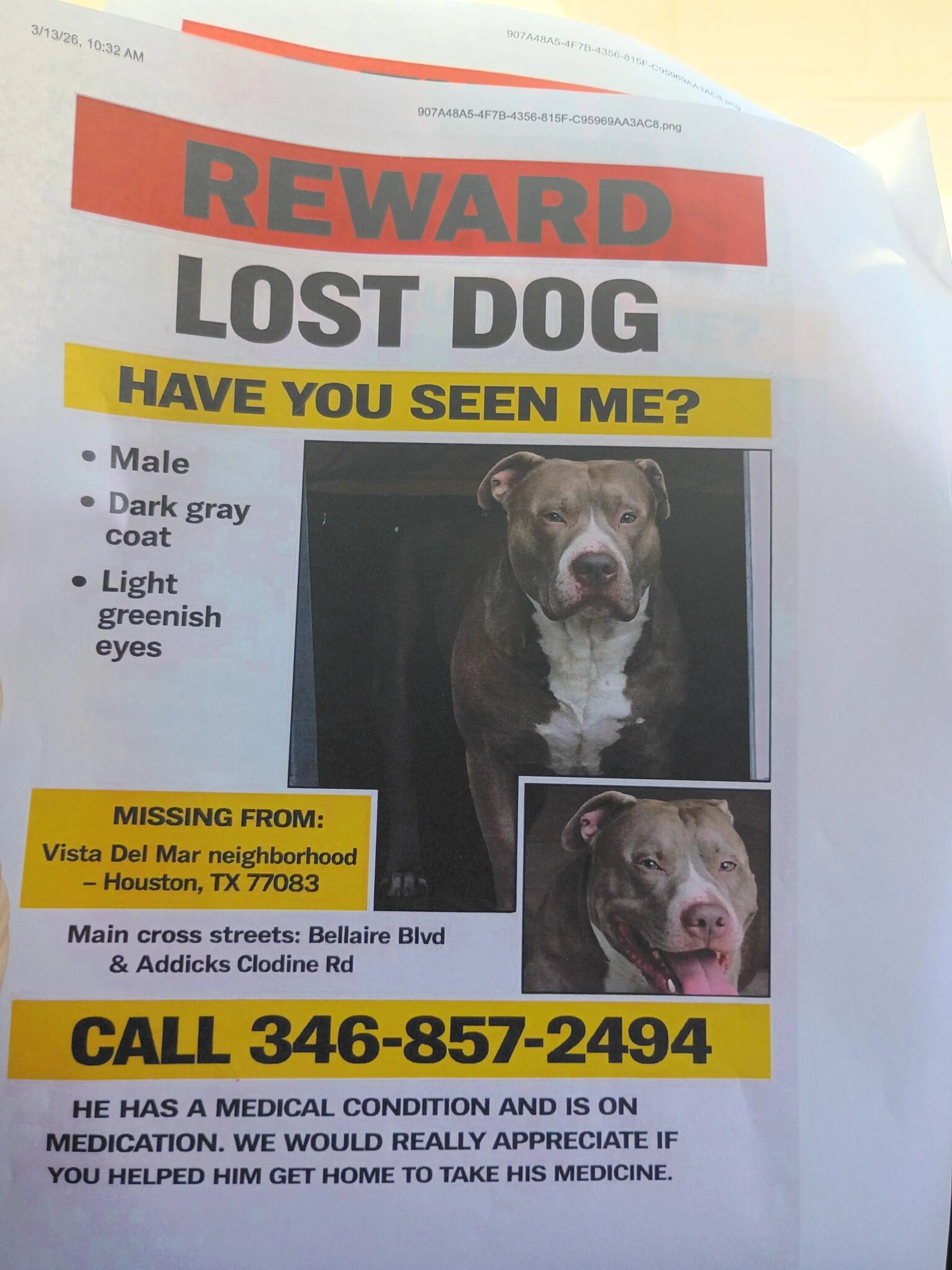 Lost pet