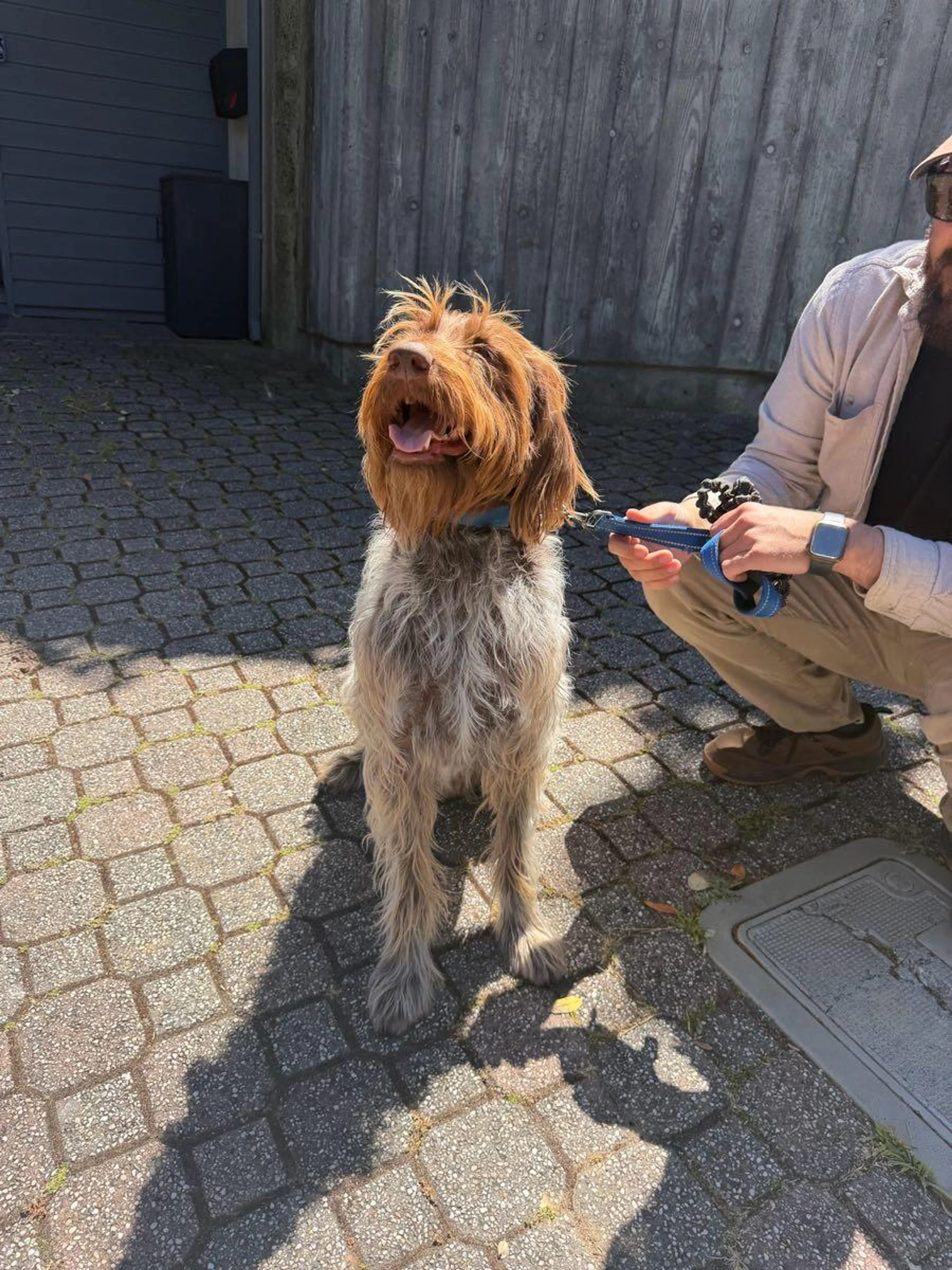 Found pet