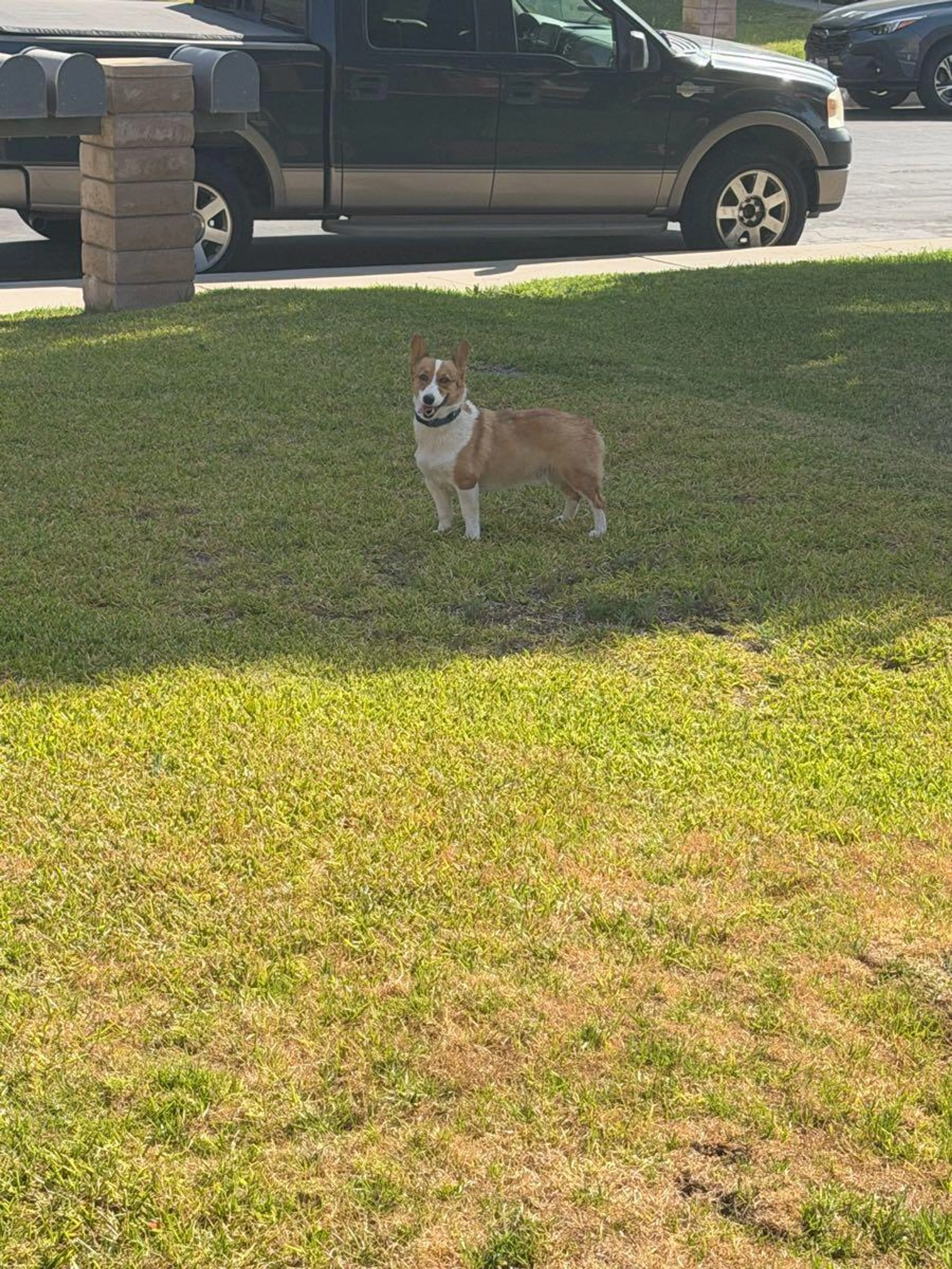 Found pet