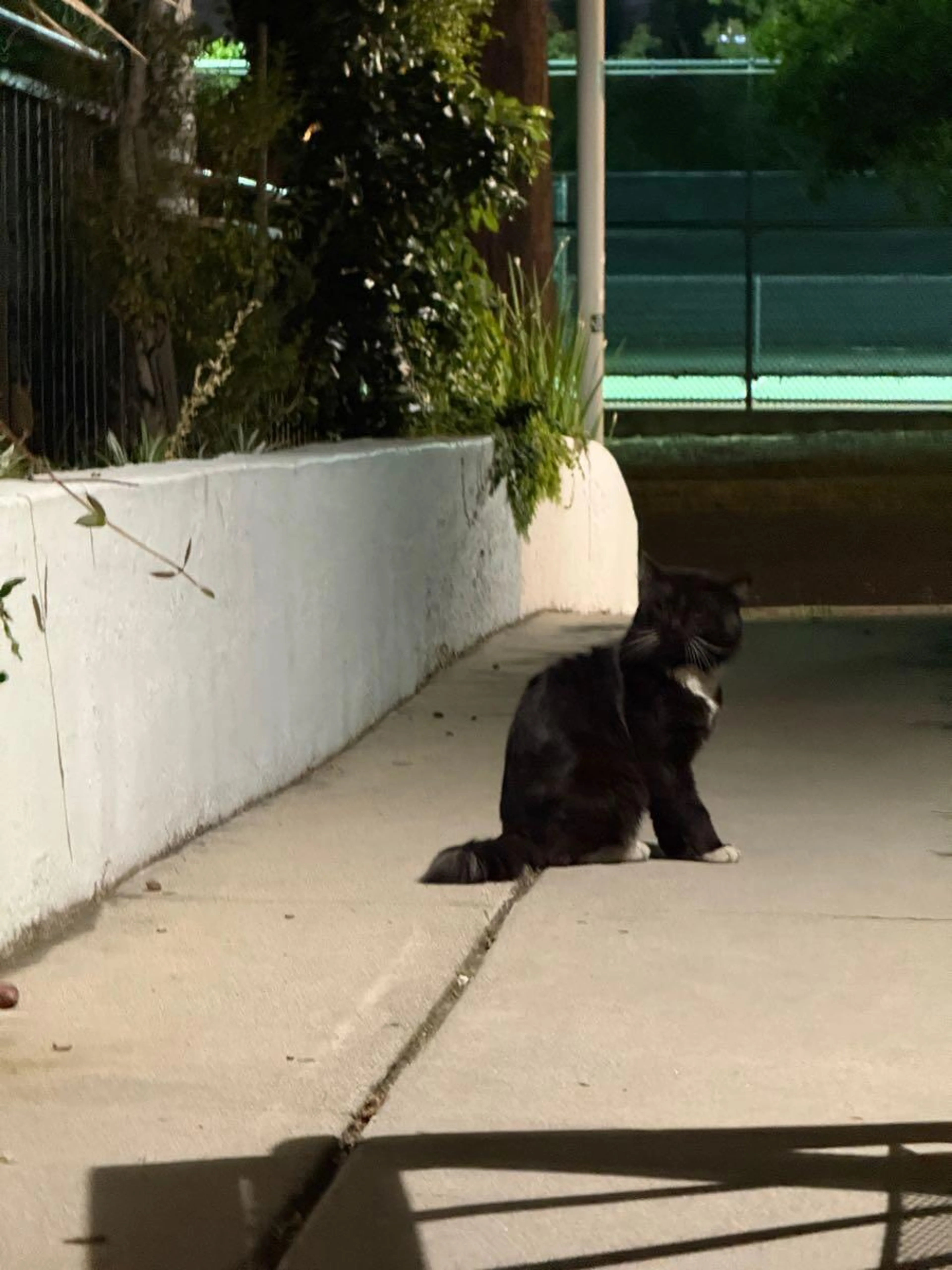 Found pet
