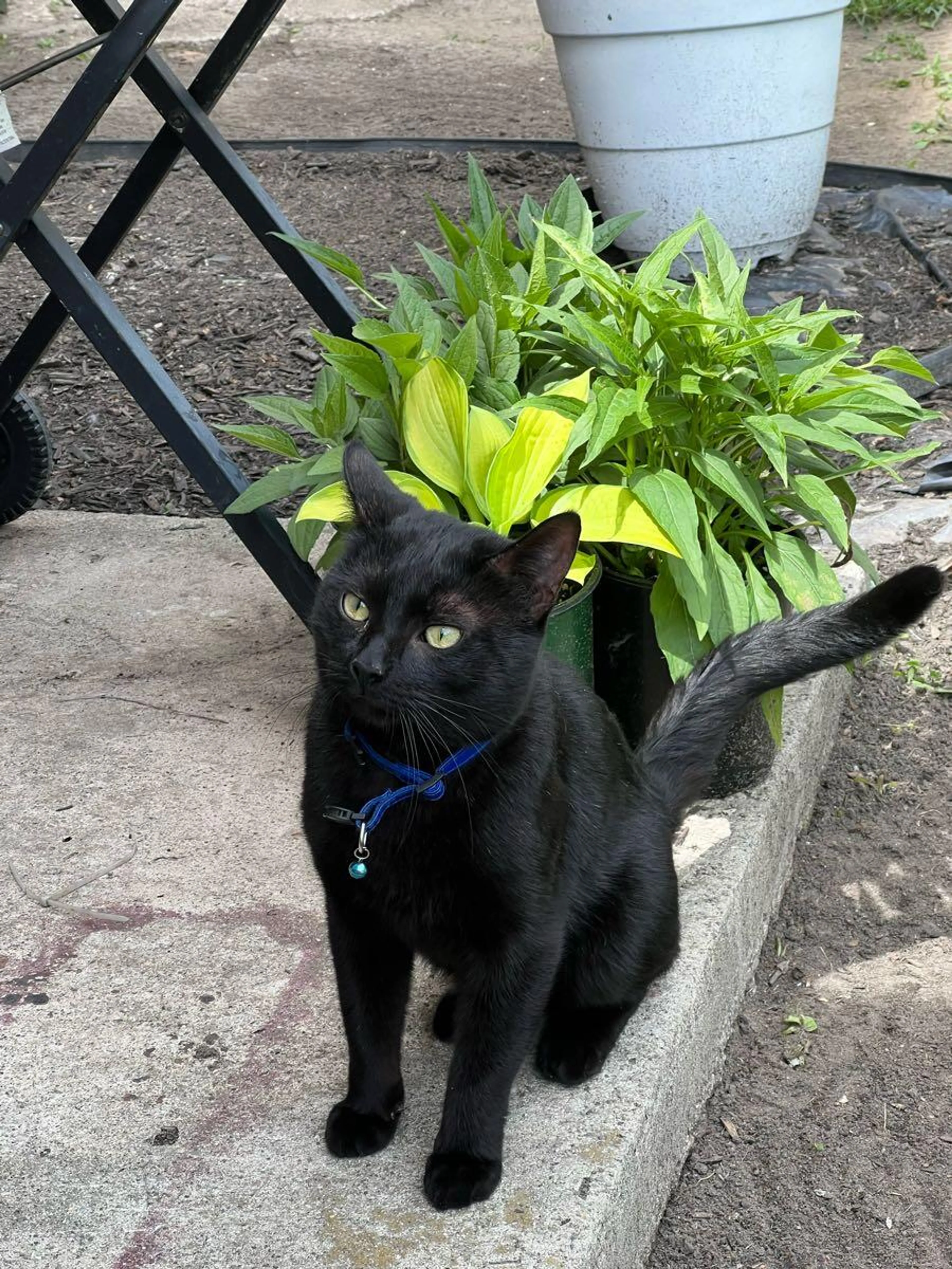 Found pet