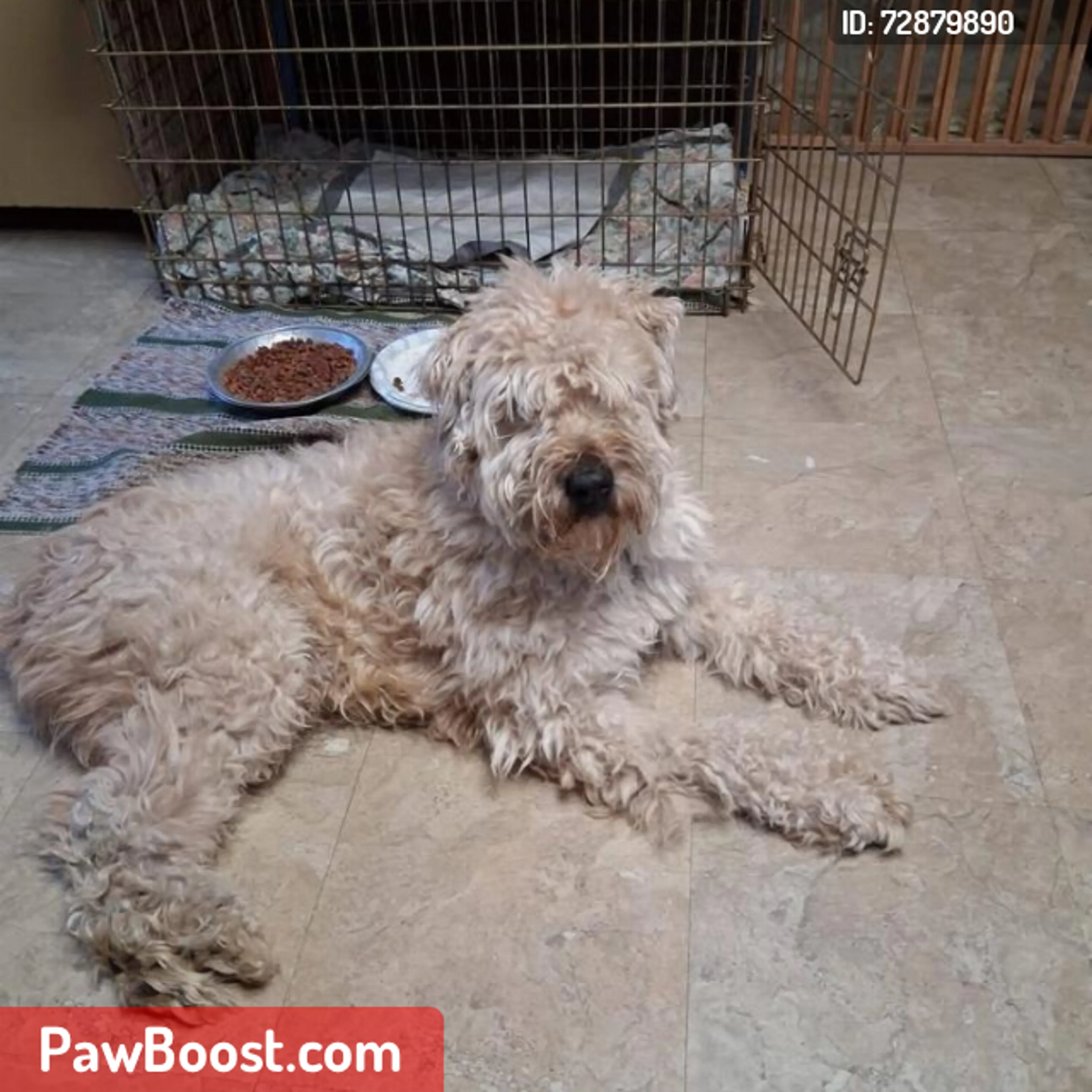 Lost pet