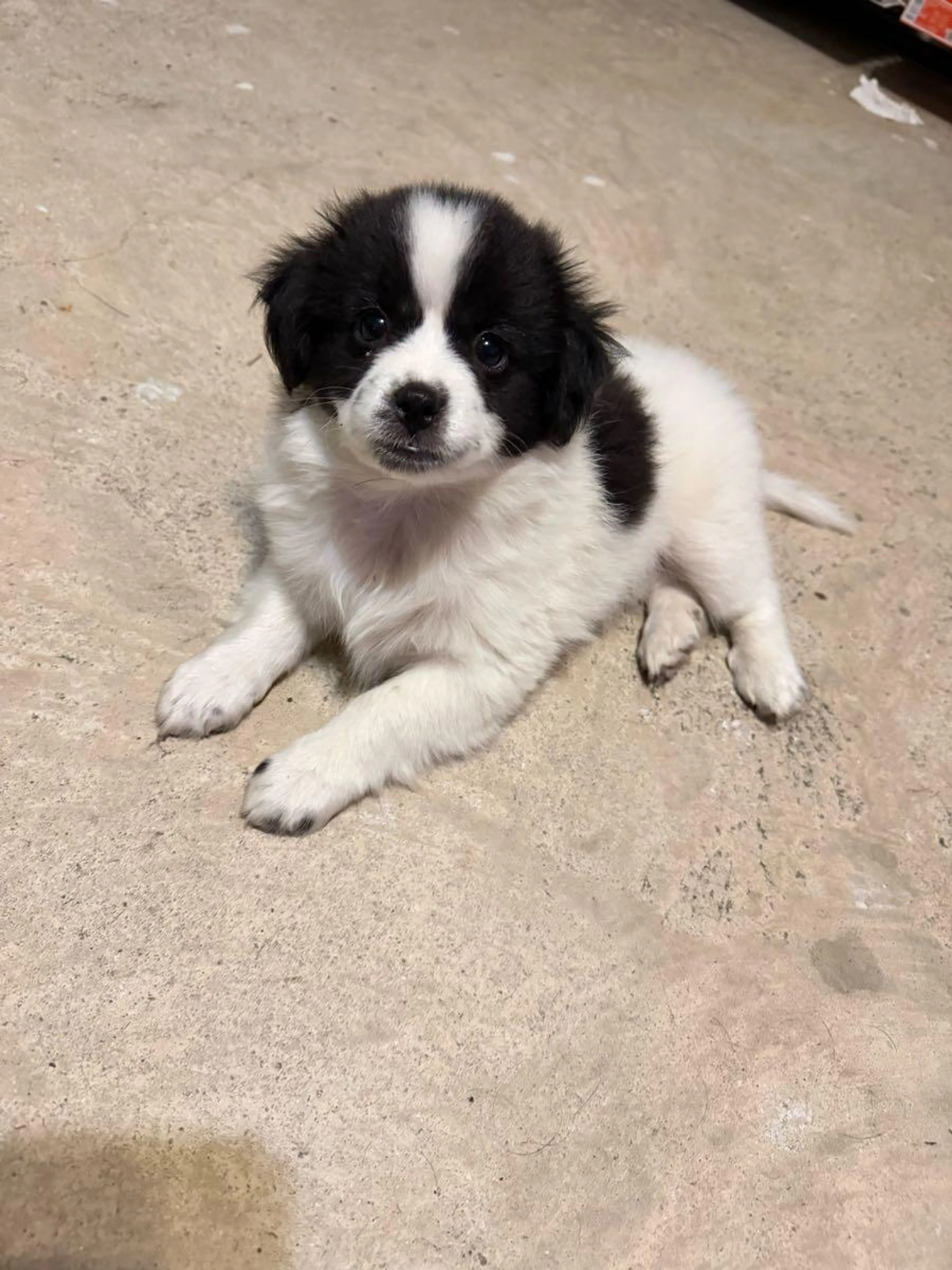 Found pet