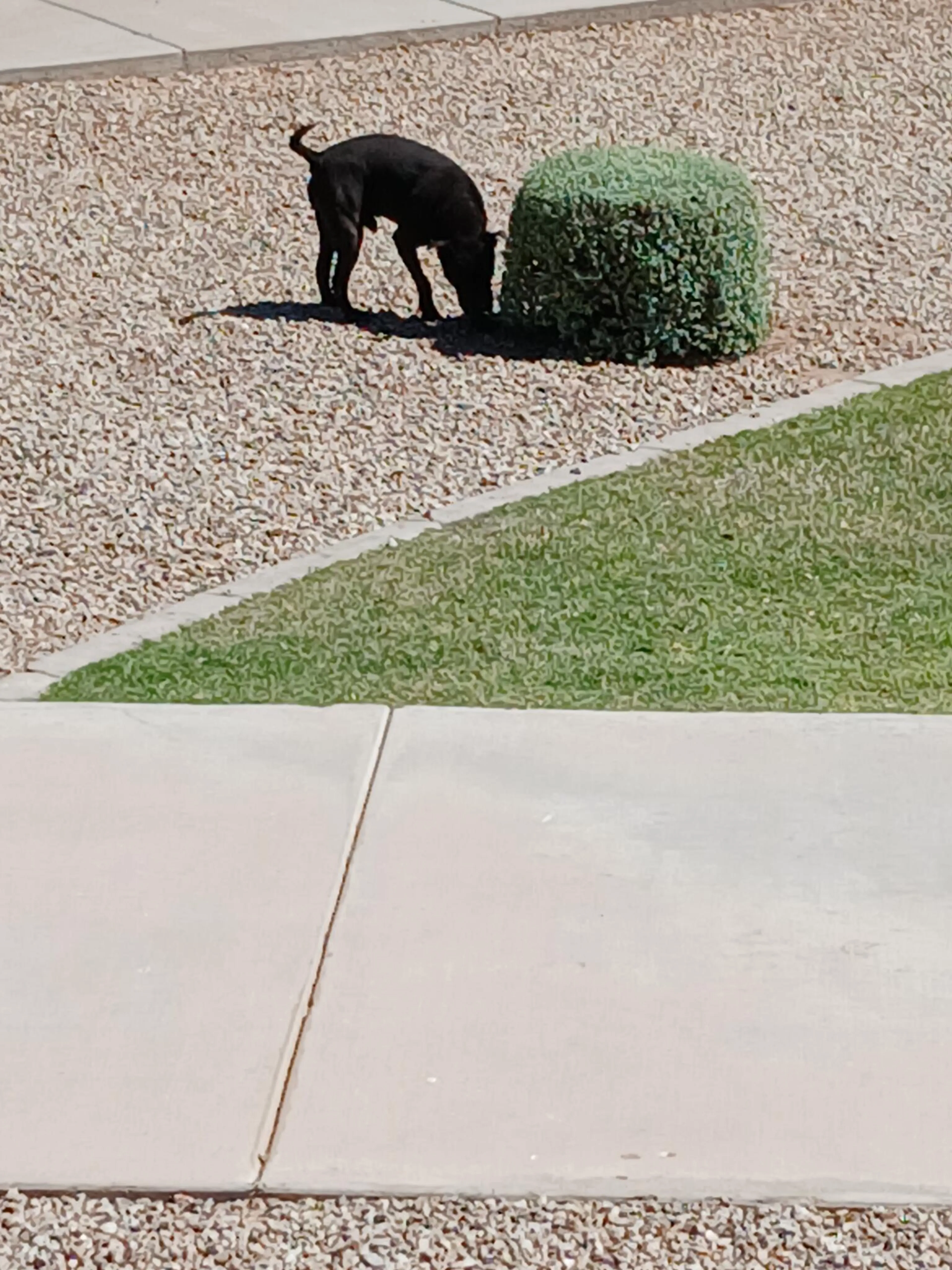 Found pet