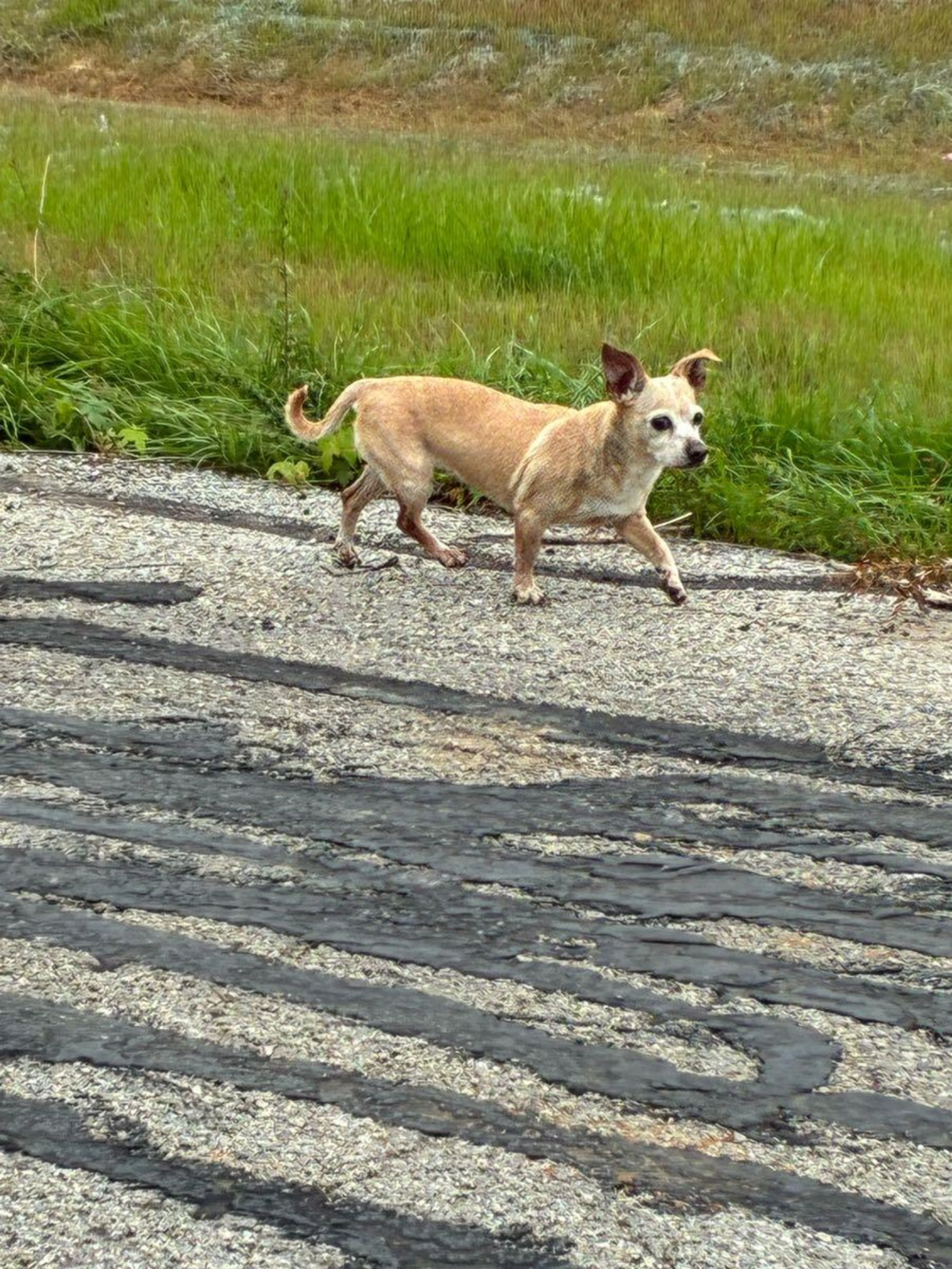 Found pet
