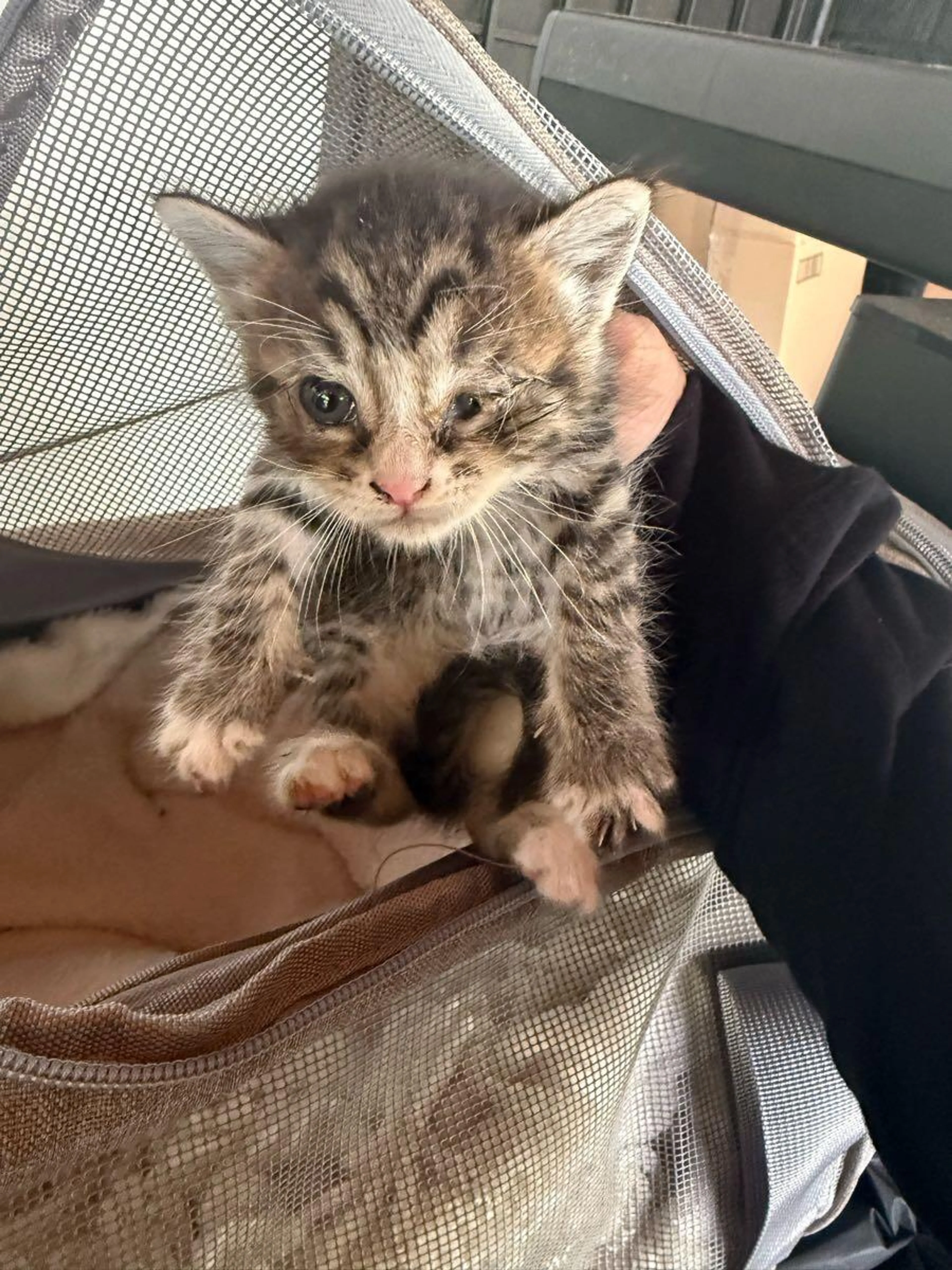 Found pet