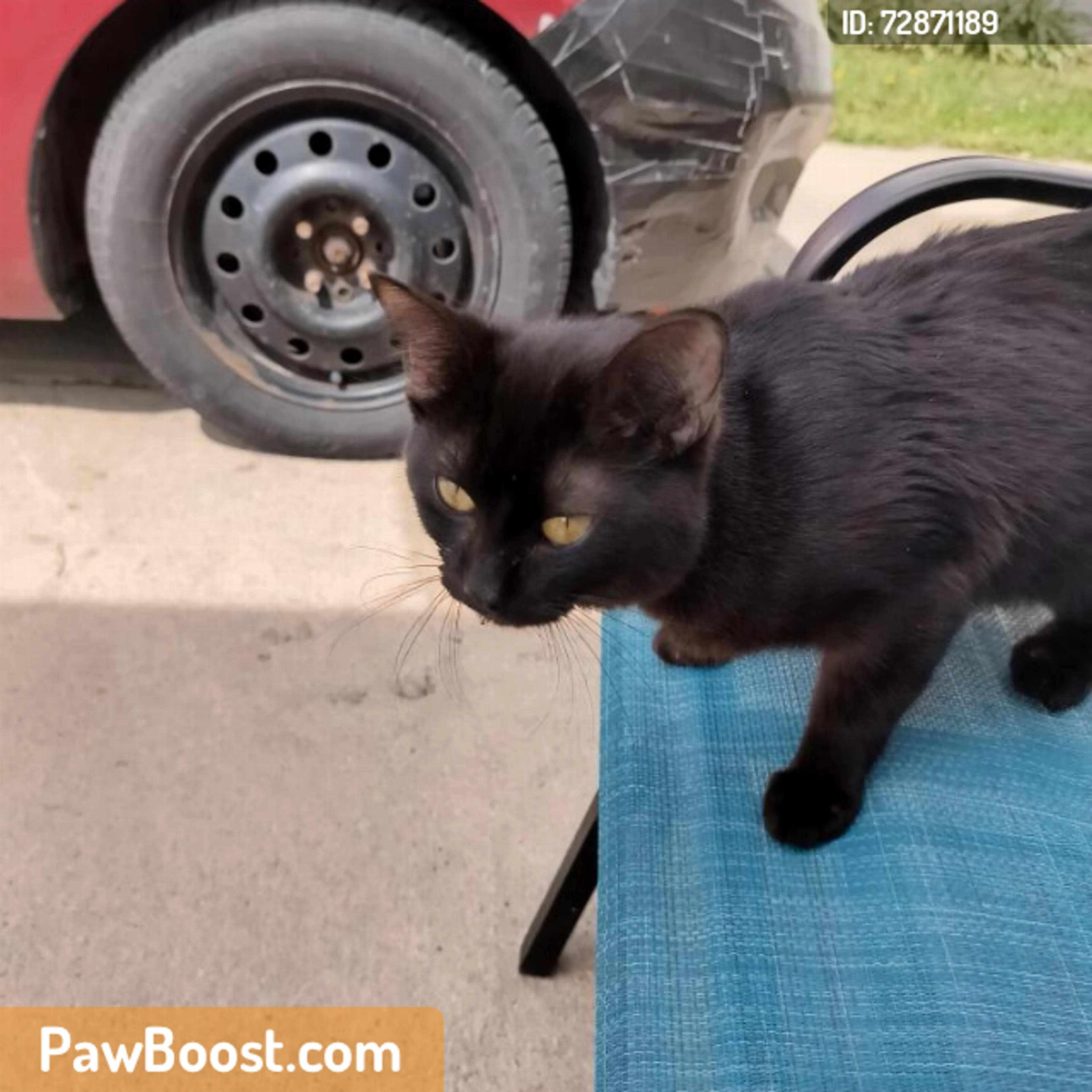 Found pet