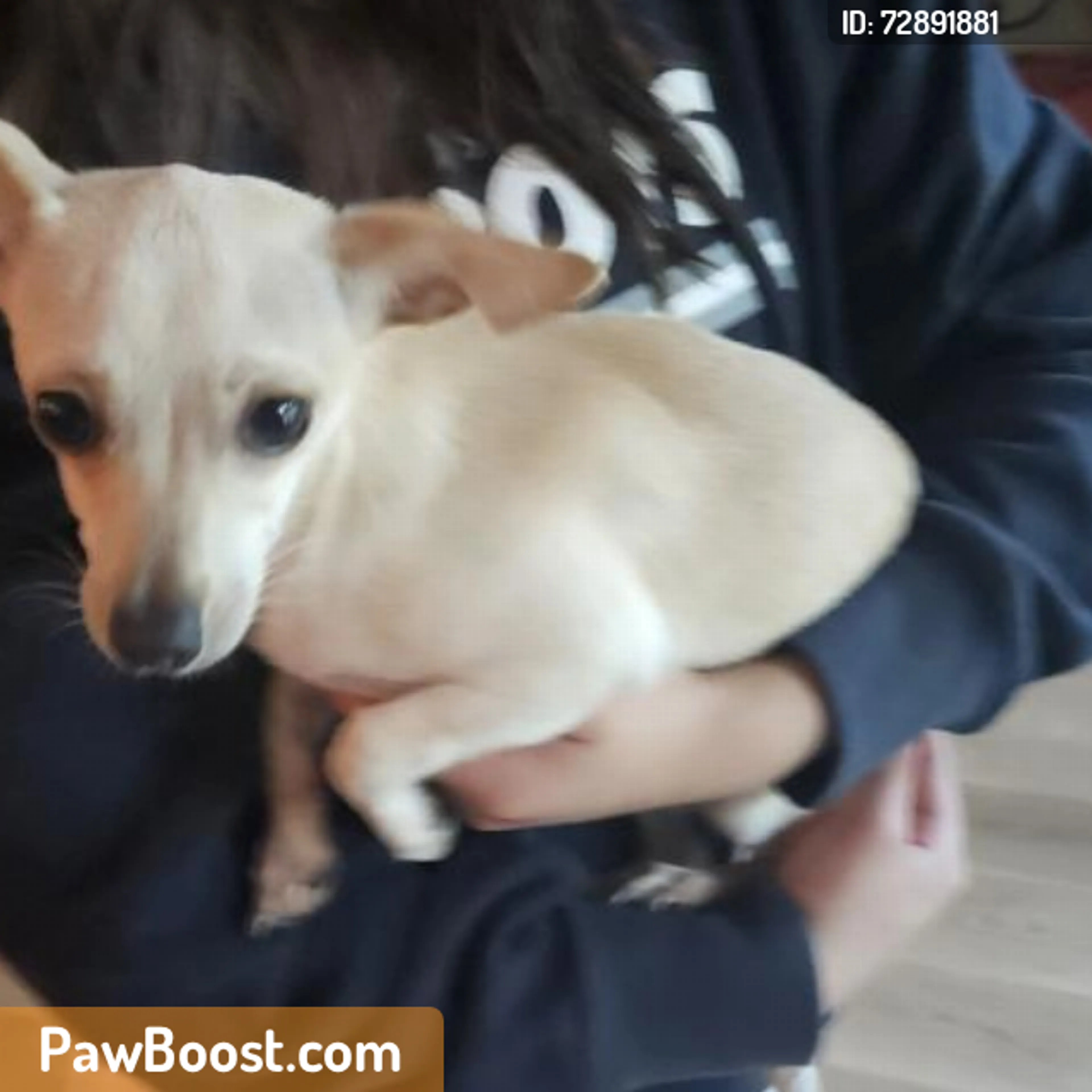 Found pet