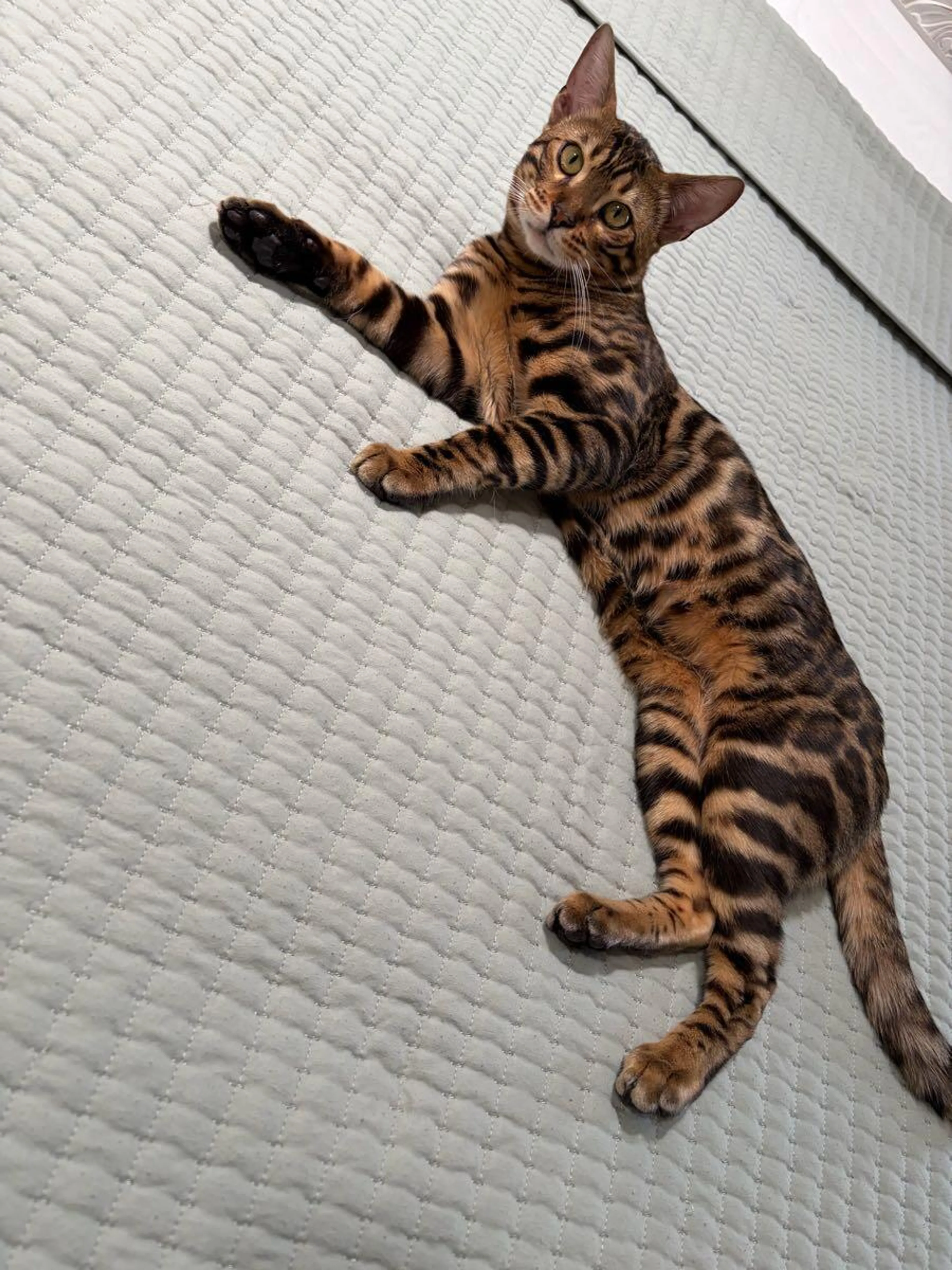 Lost pet
