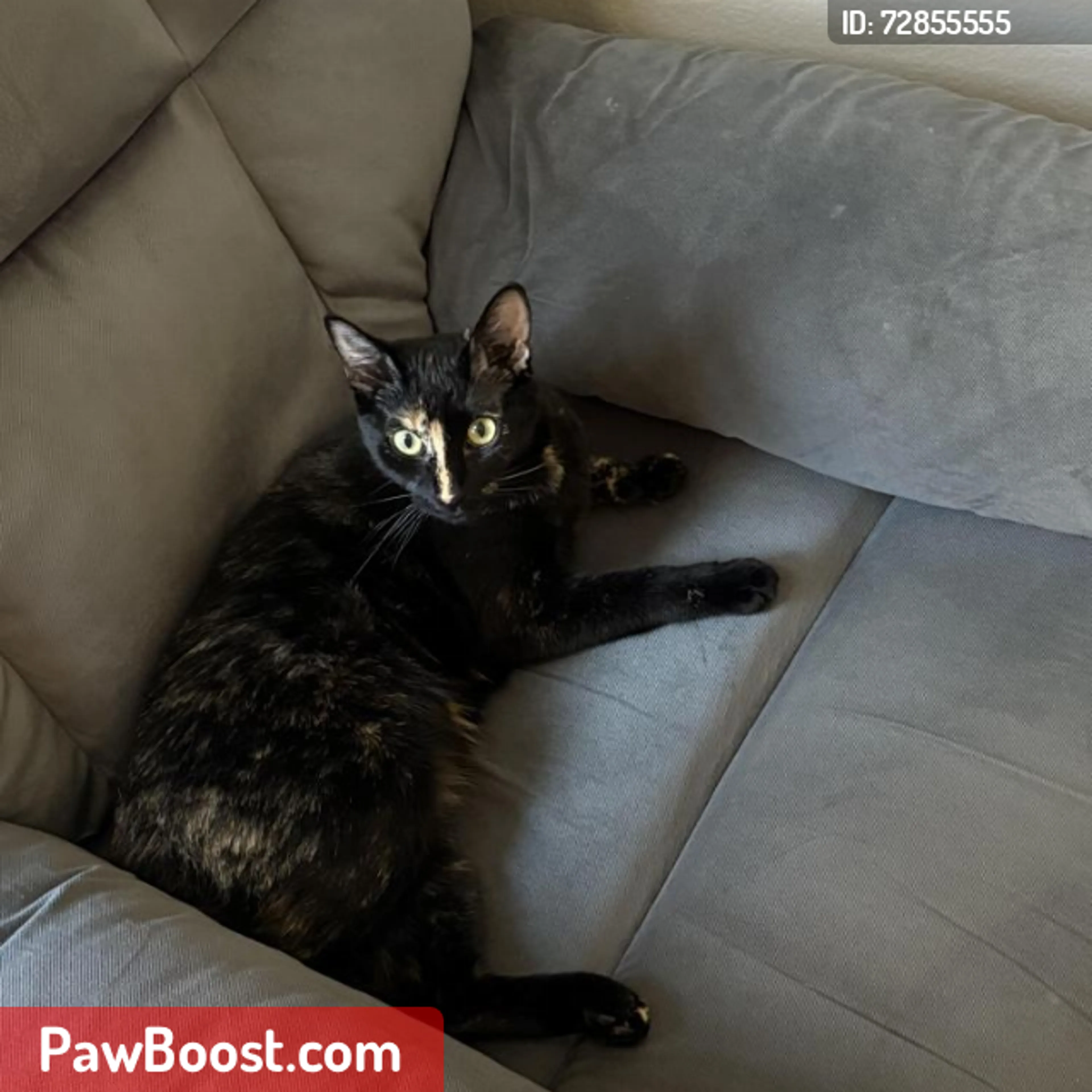 Lost pet